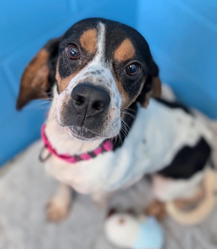 Ted, Adoptable, Young Male Bluetick Coonhound & Beagle.