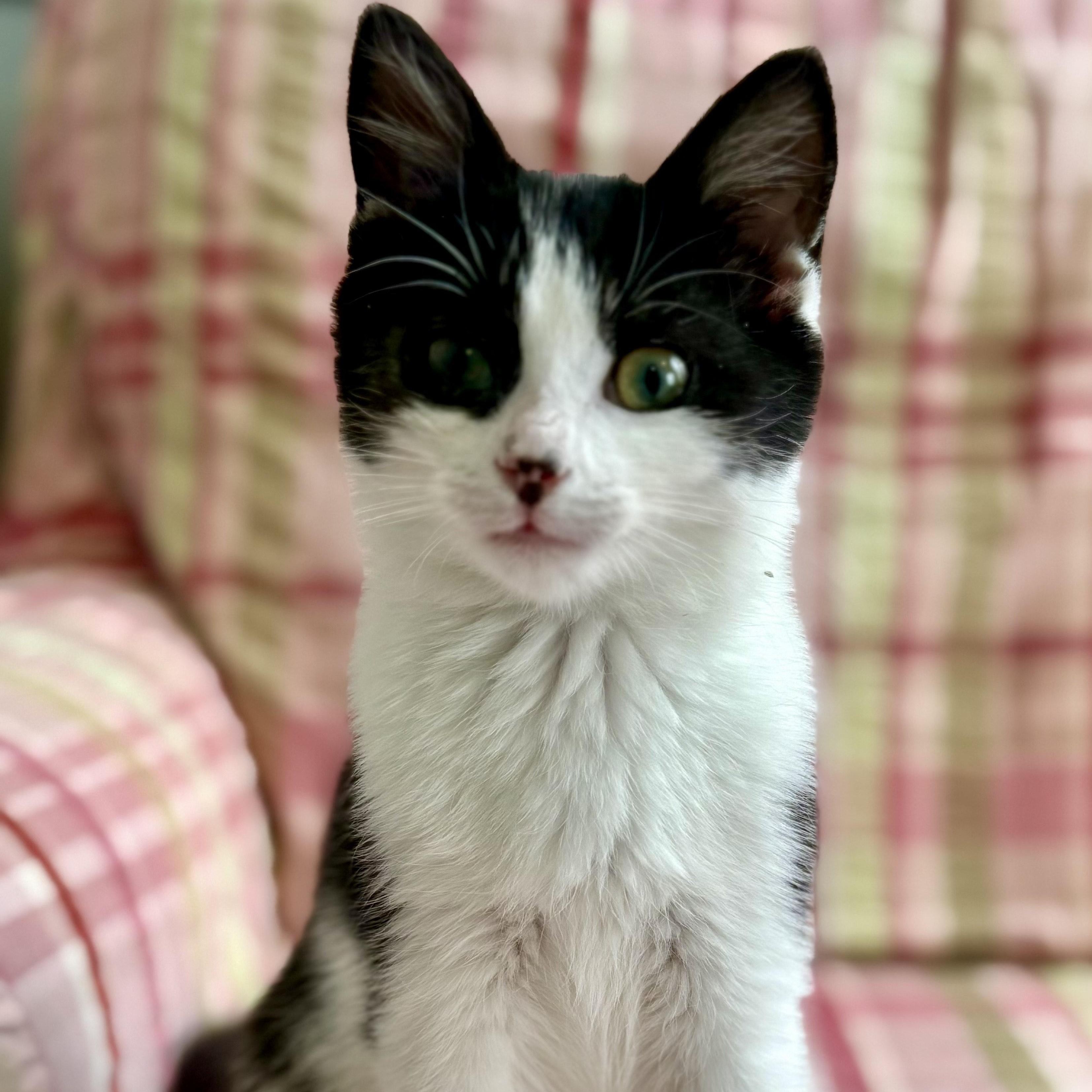 Enlarge Creme Puff, an adopted Domestic Short Hair in Richmond, VA image 2/3