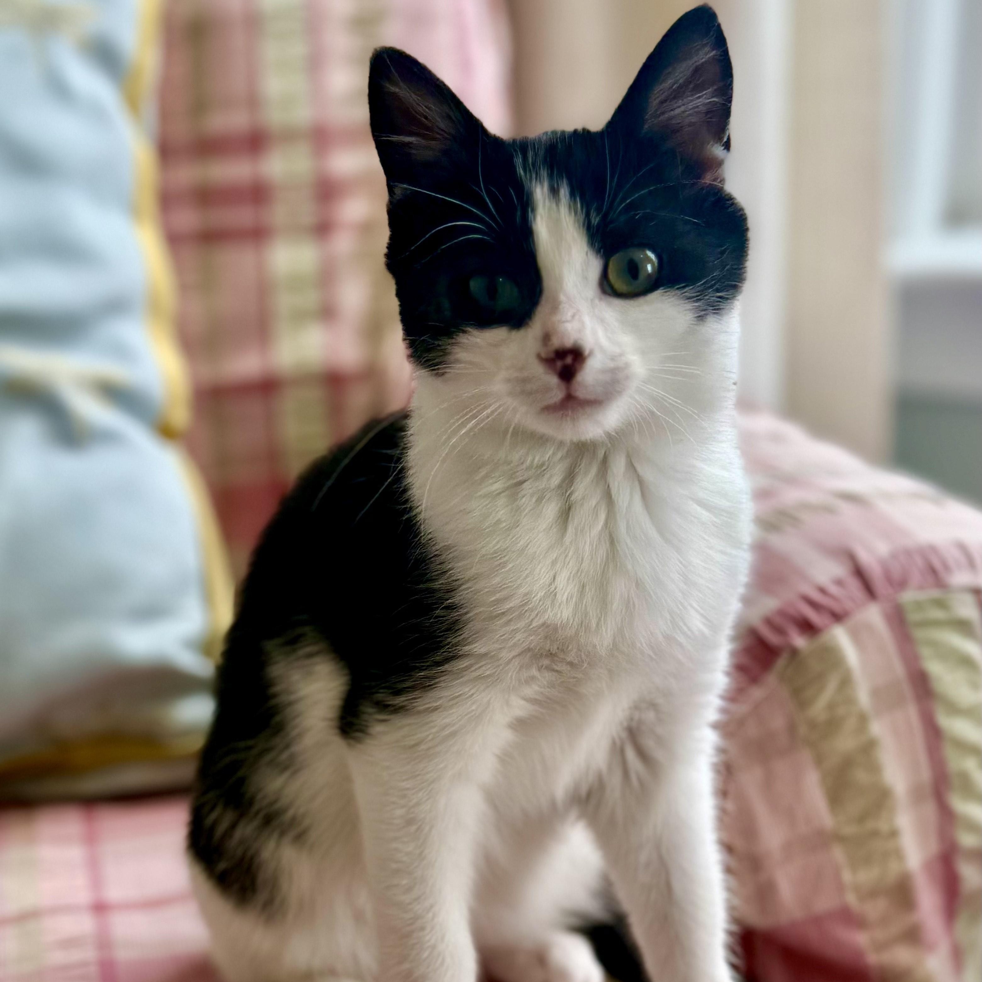 Creme Puff, adopted, Kitten Female Domestic Short Hair.