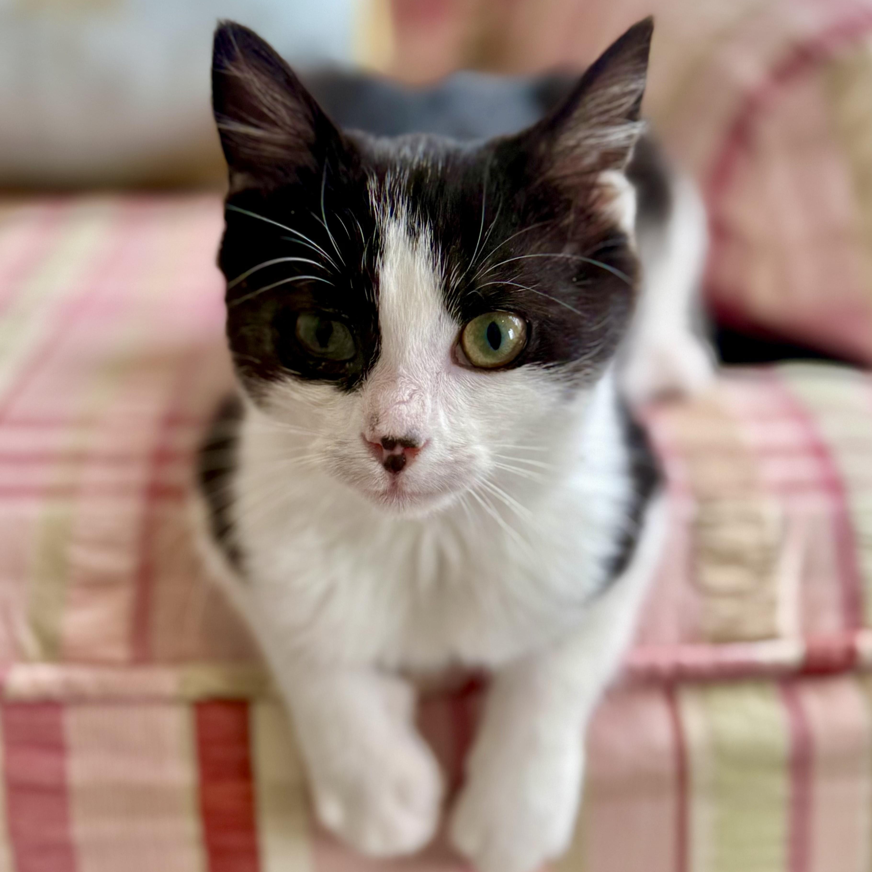 Enlarge Creme Puff, an adopted Domestic Short Hair in Richmond, VA image 3/3