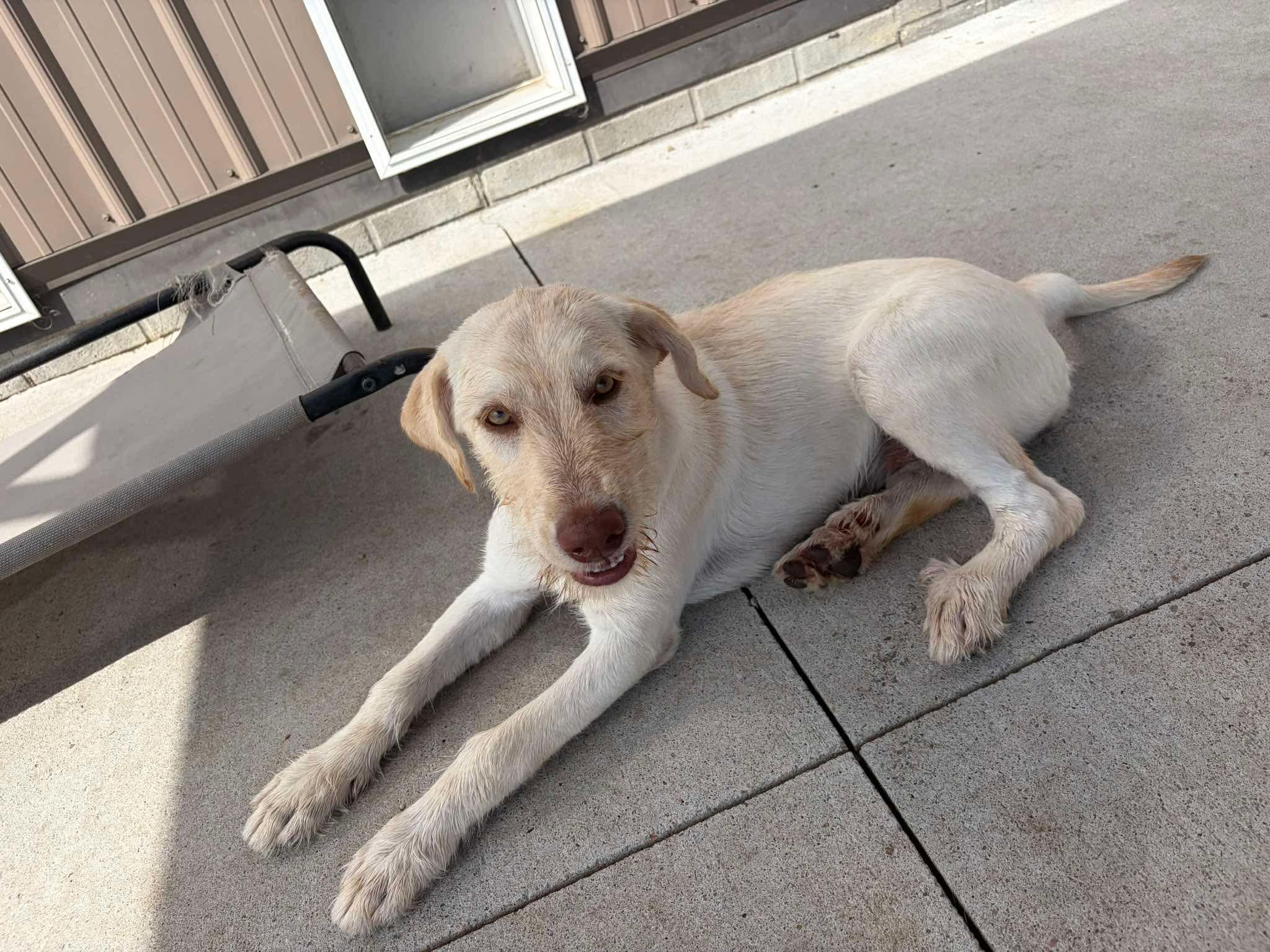 Snow White, Adoptable, Young Female Mixed Breed.