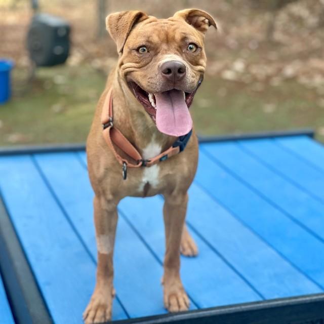 Enlarge CHUCK, a Adoptable Mixed Breed in Edmond, OK image 1/1