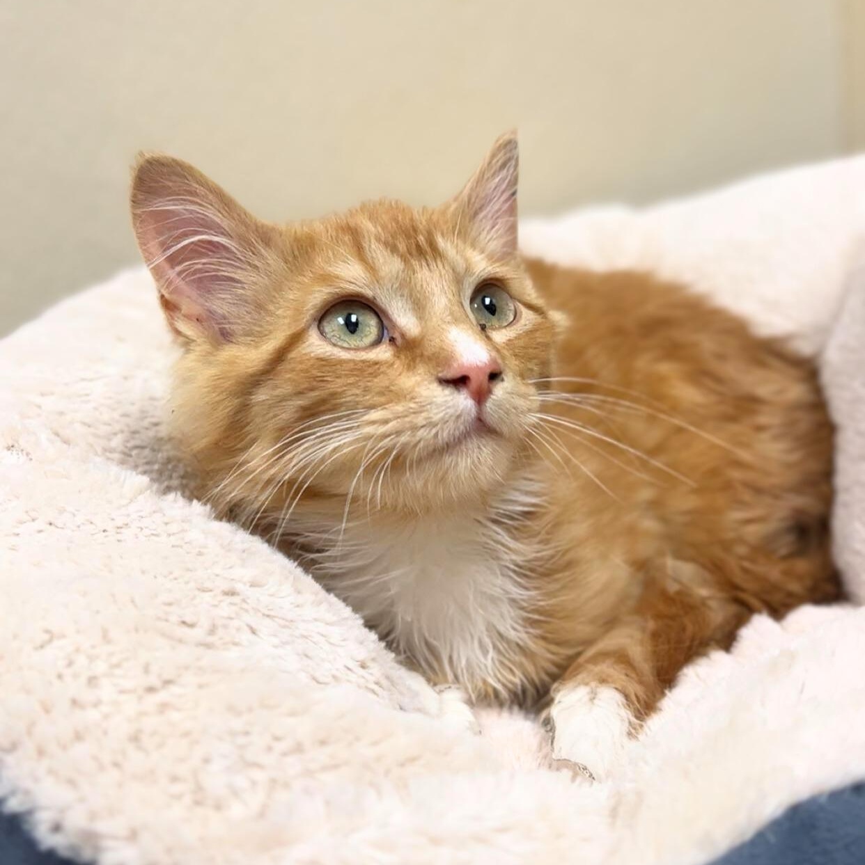 Rueben, adopted, Young Male Domestic Medium Hair.