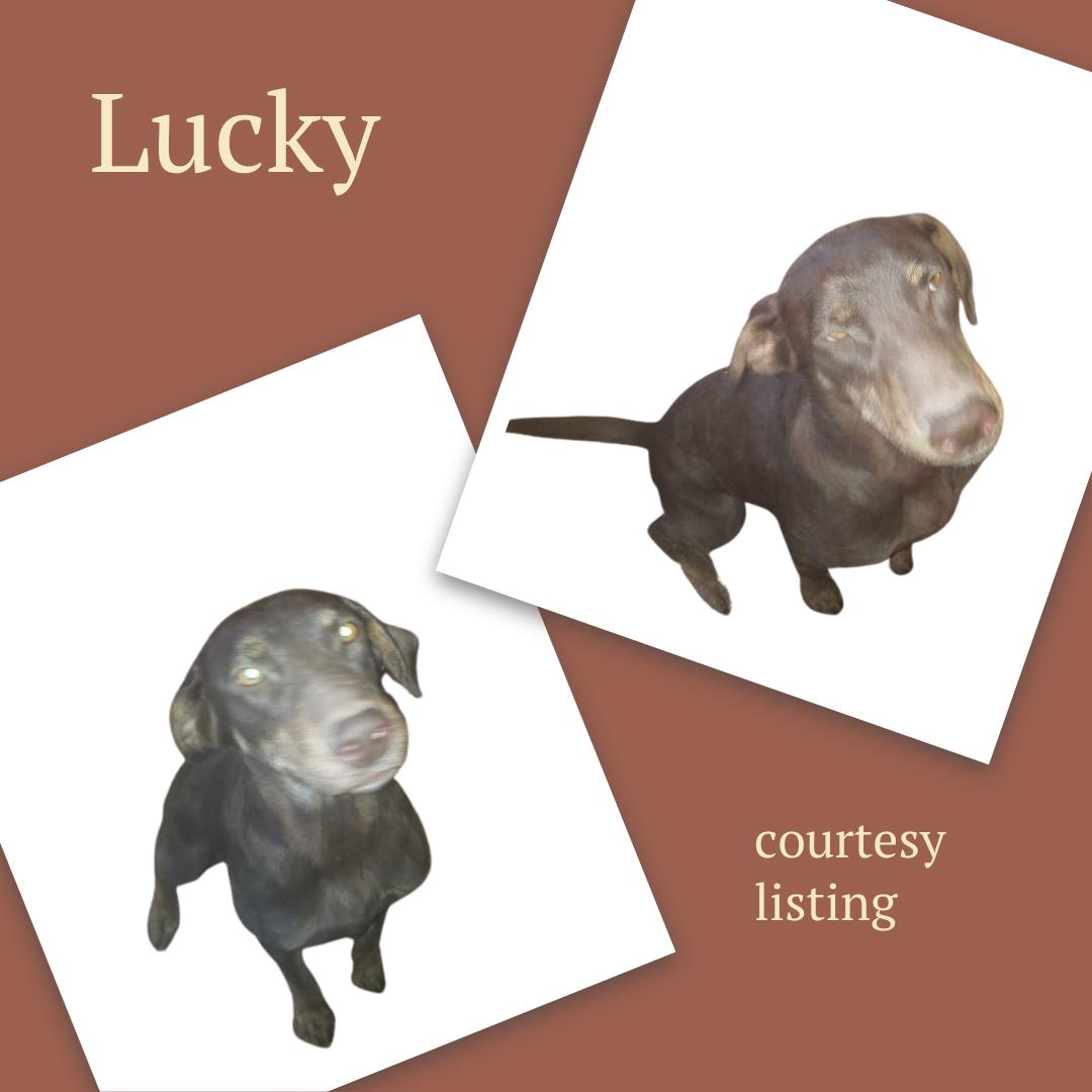 Lucky photo 1