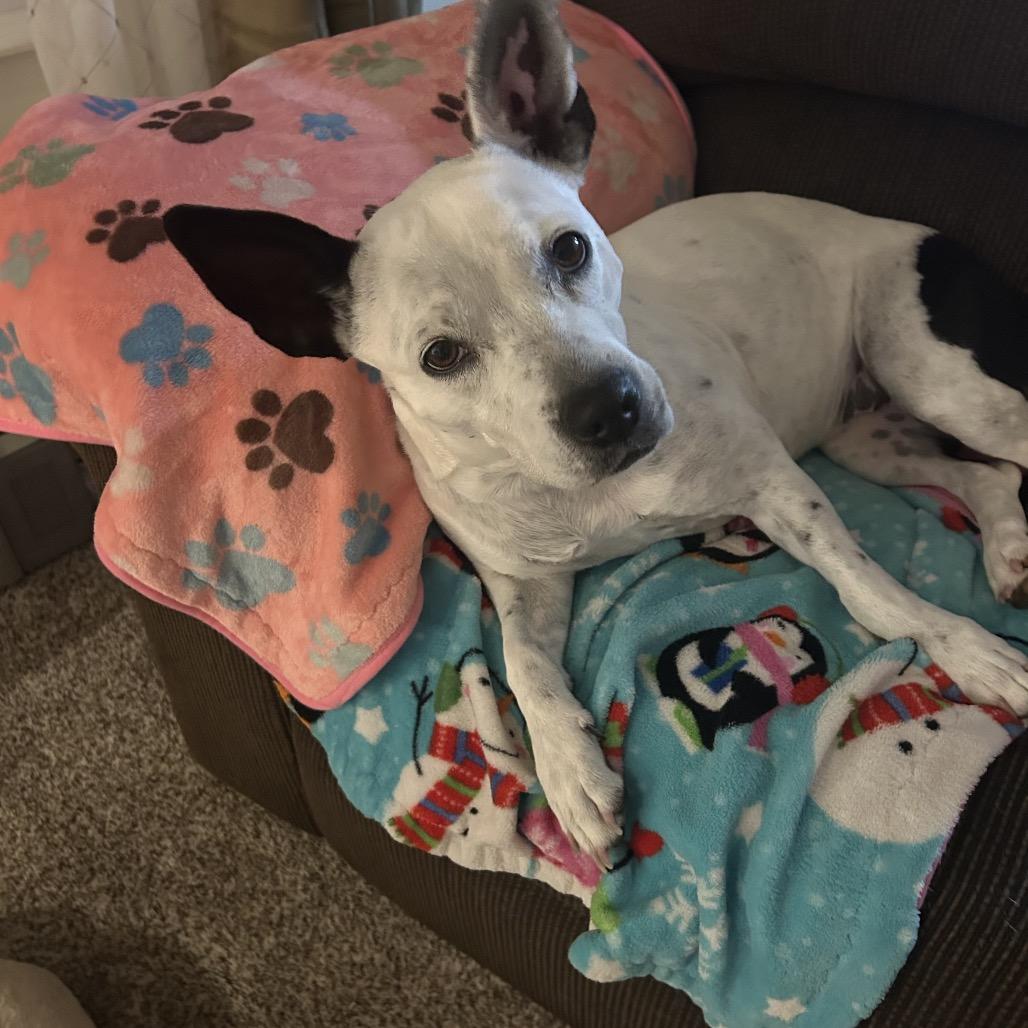 Enlarge Bunny, a Adoptable Pit Bull Terrier in Farmersville, OH image 3/6