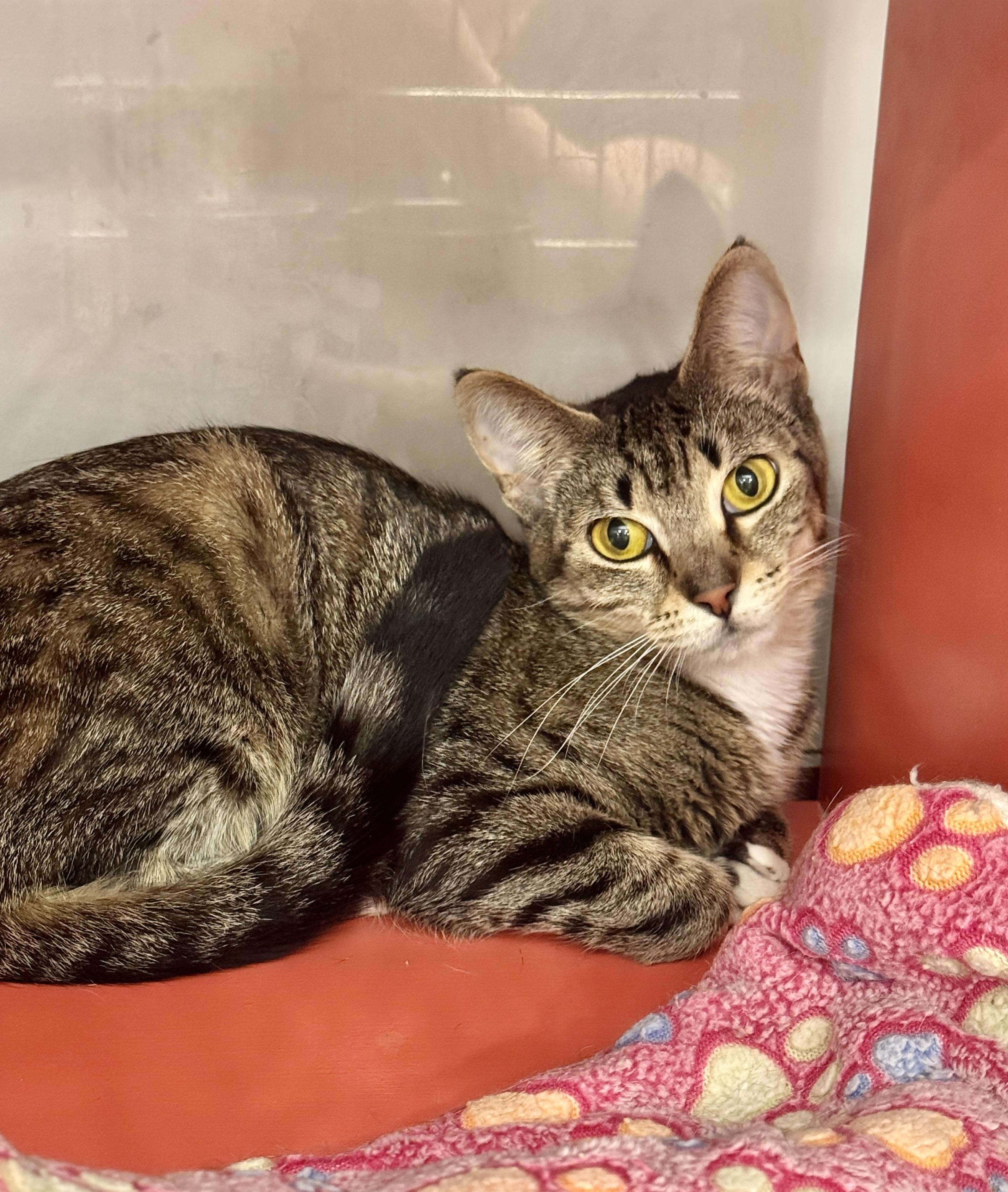 Dinah, a Adoptable Tabby in Livonia, MI image 1/4