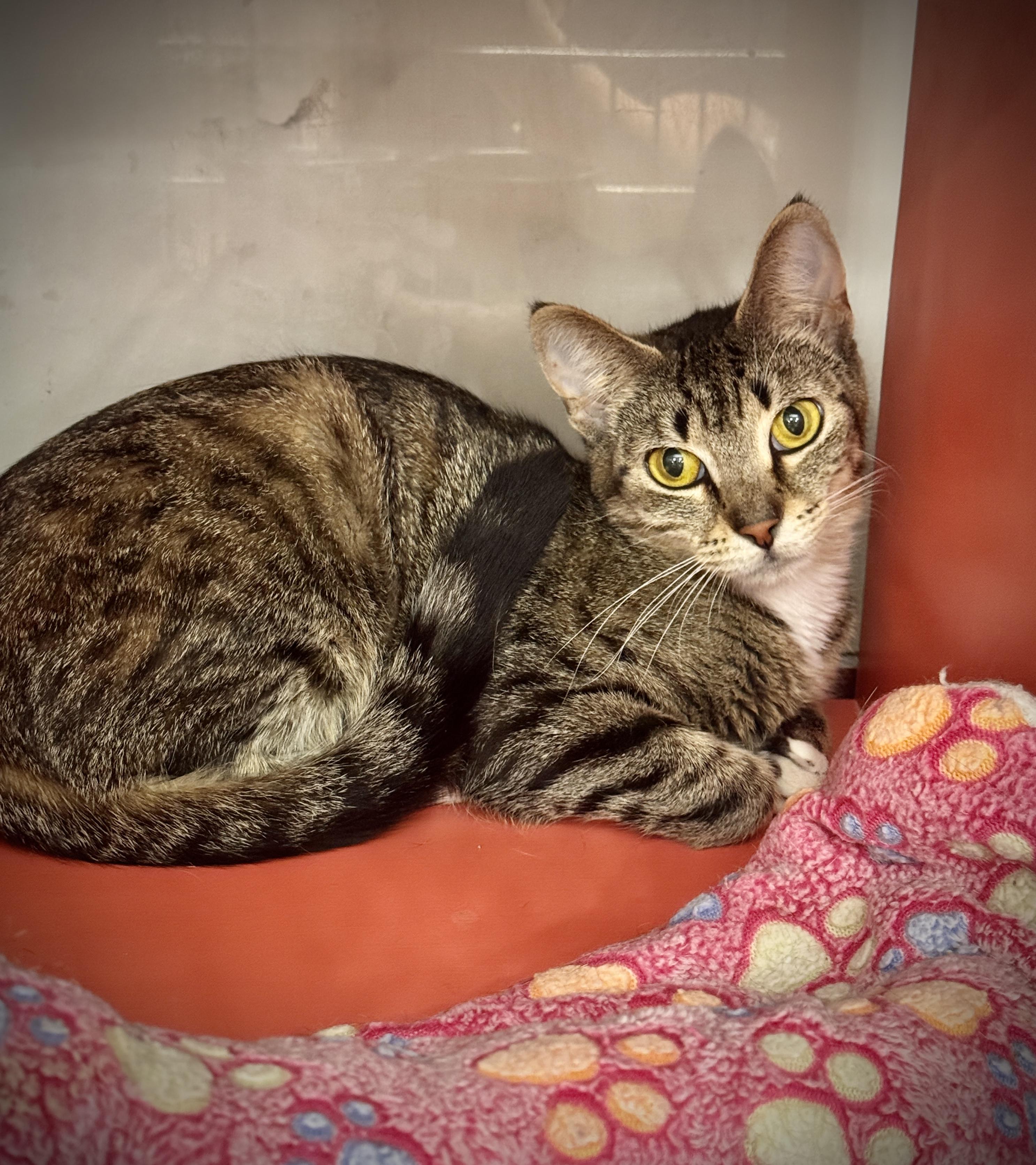 Dinah, a Adoptable Tabby in Livonia, MI image 2/4