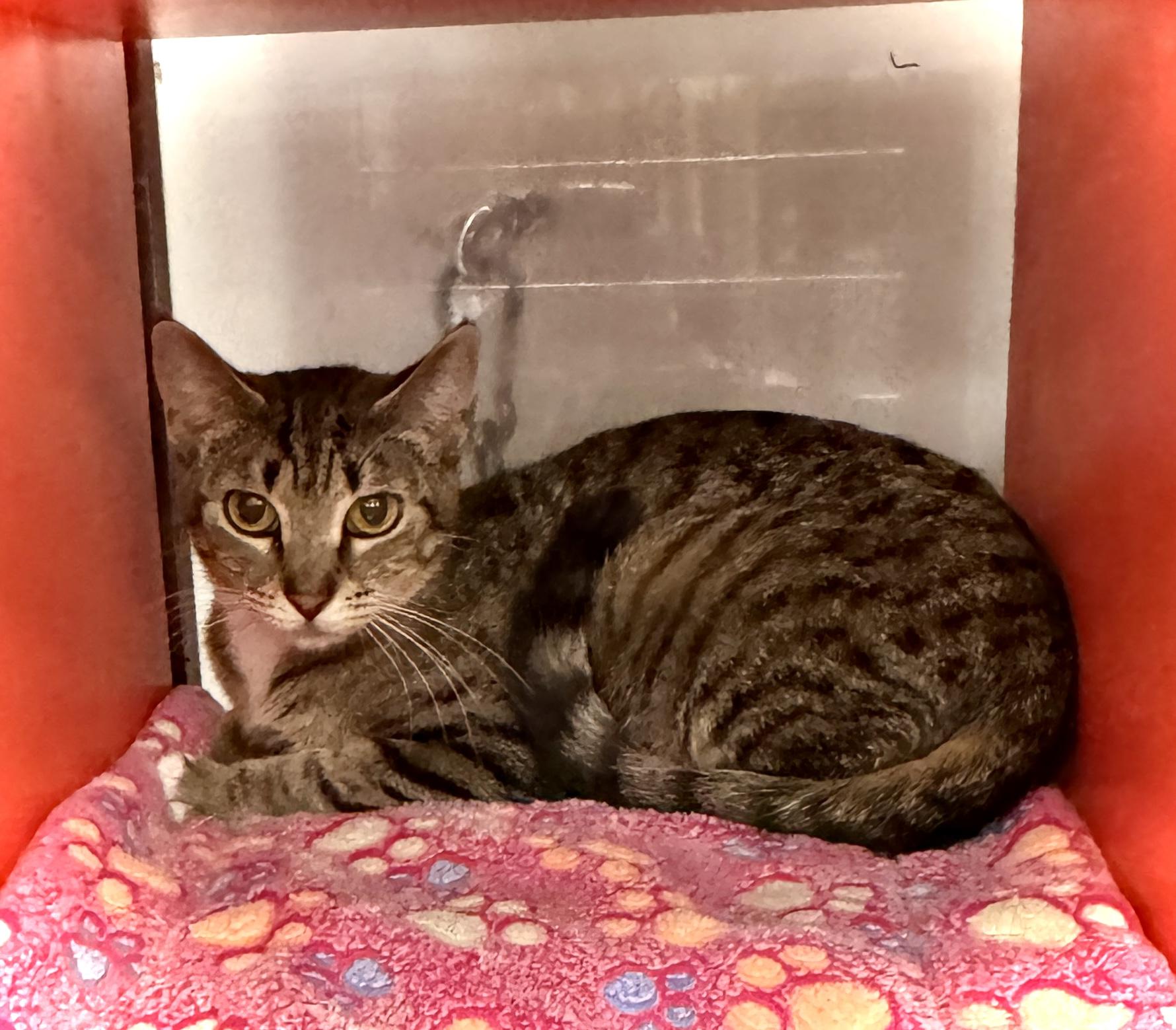 Dinah, a Adoptable Tabby in Livonia, MI image 3/4