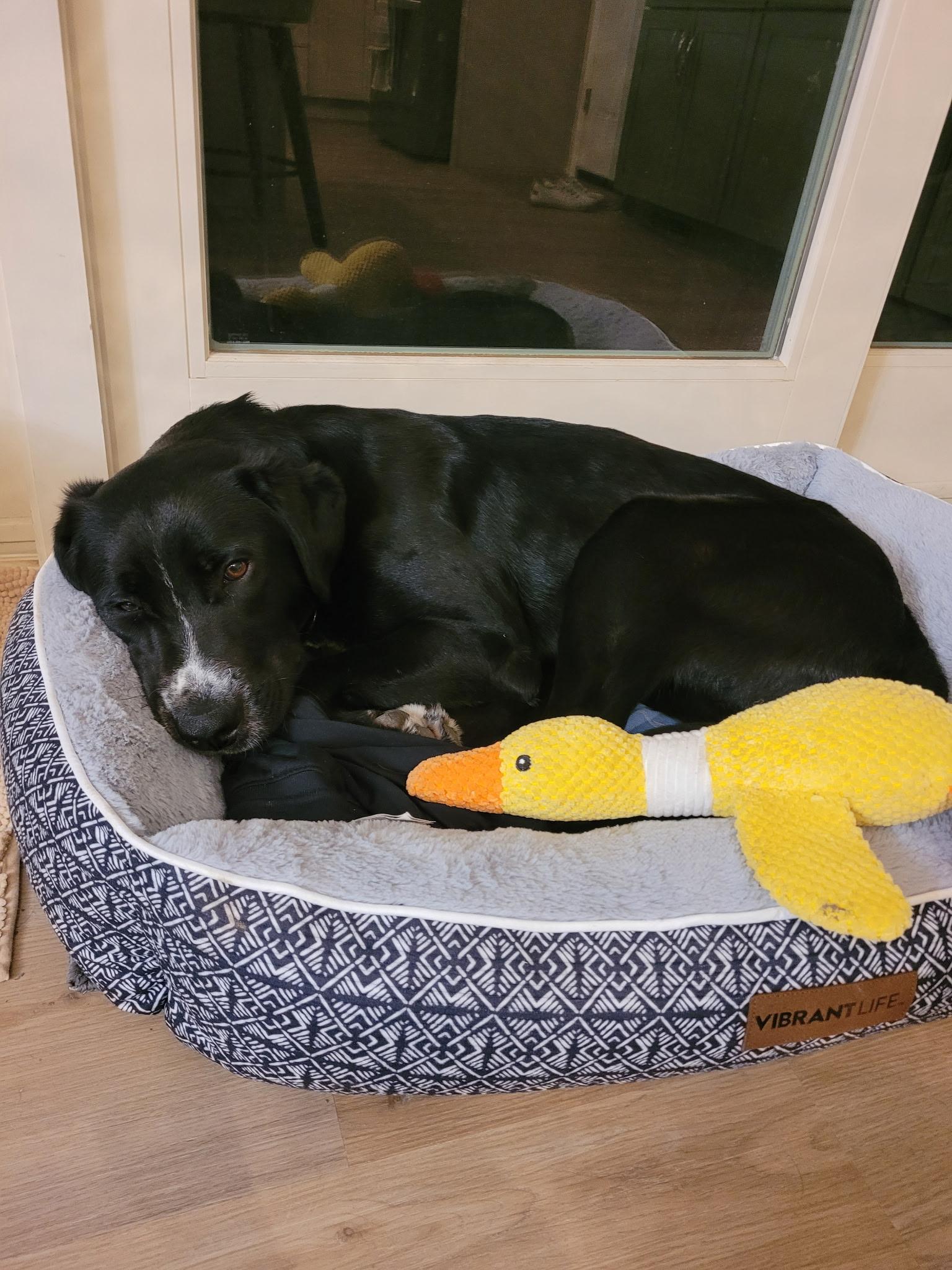 Enlarge Jerry, an adopted mixed breed in Seville, OH image 6/6