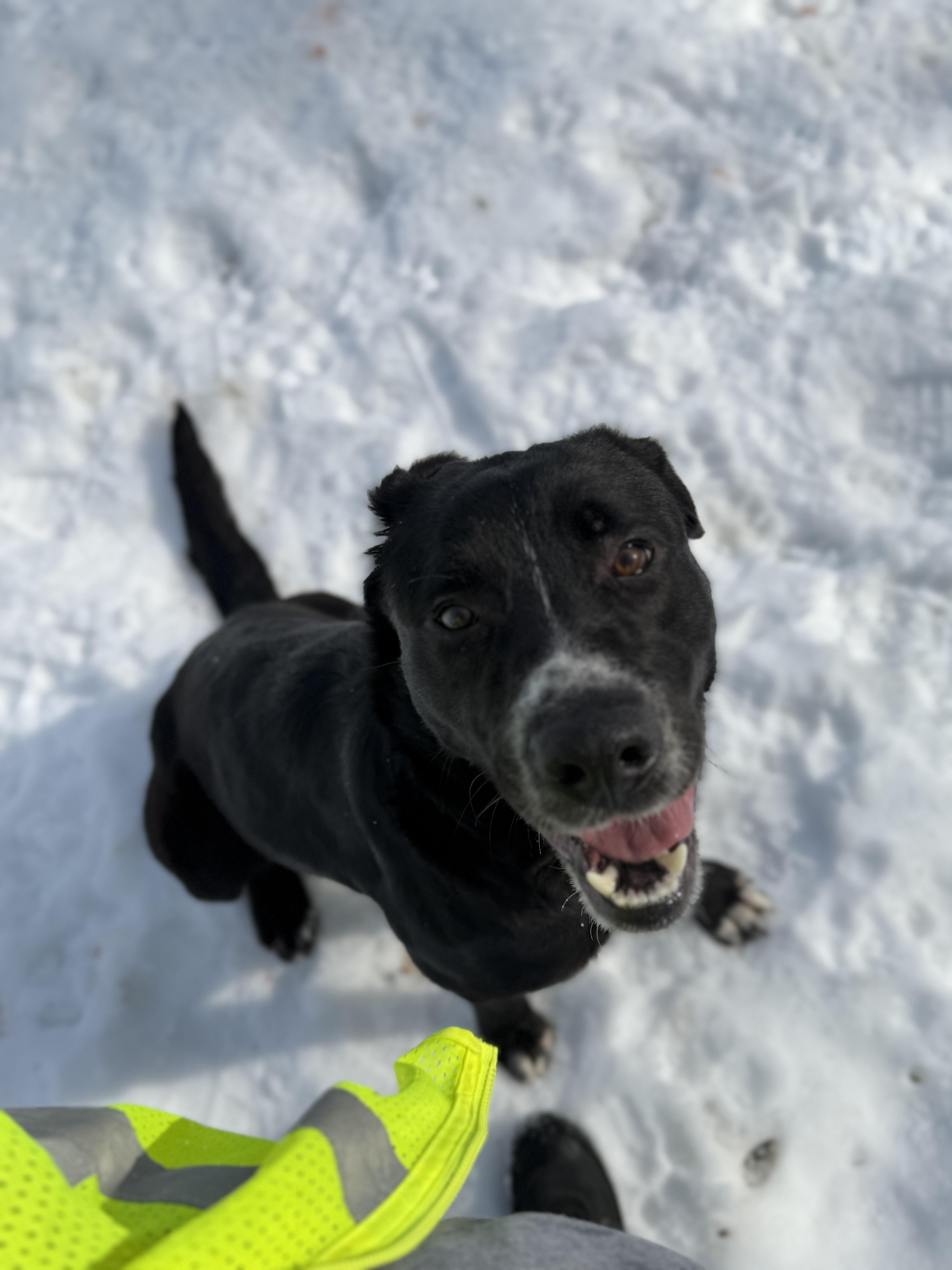 Enlarge Jerry, an adopted mixed breed in Seville, OH image 2/6