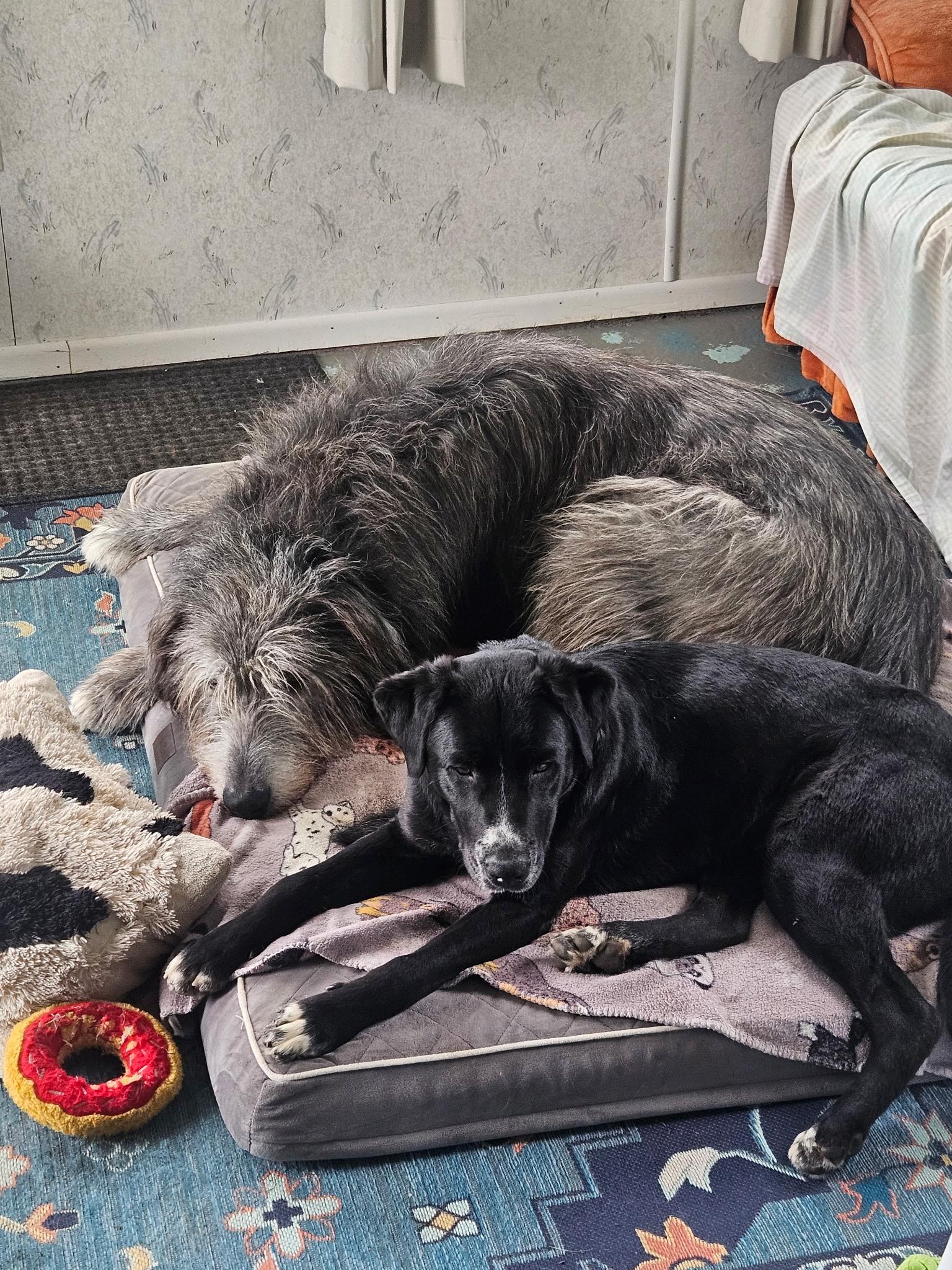 Enlarge Jerry, an adopted mixed breed in Seville, OH image 4/6