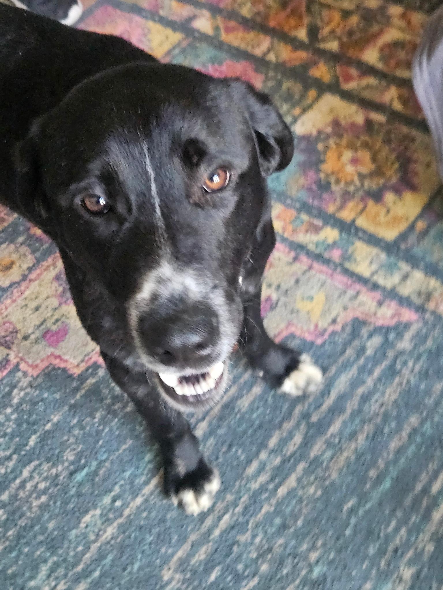 Enlarge Jerry, an adopted mixed breed in Seville, OH image 3/6