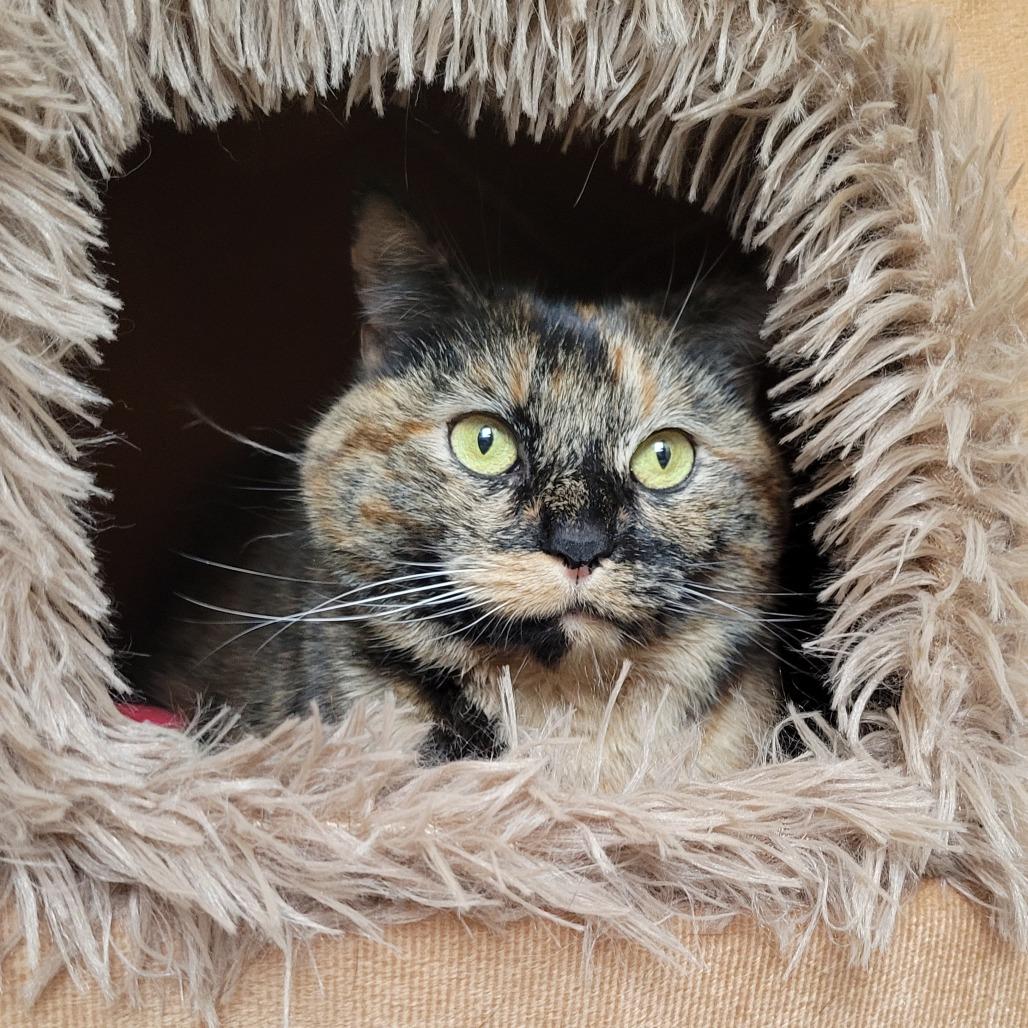 Sasha, Adoptable, Adult Female Domestic Medium Hair.