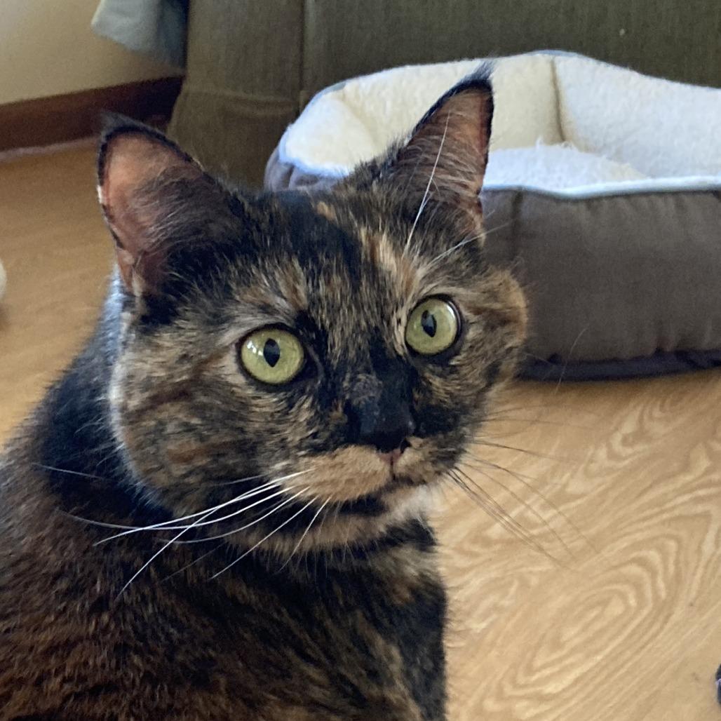 Sasha, a Adoptable Domestic Medium Hair in Nashville, IN image 2/6