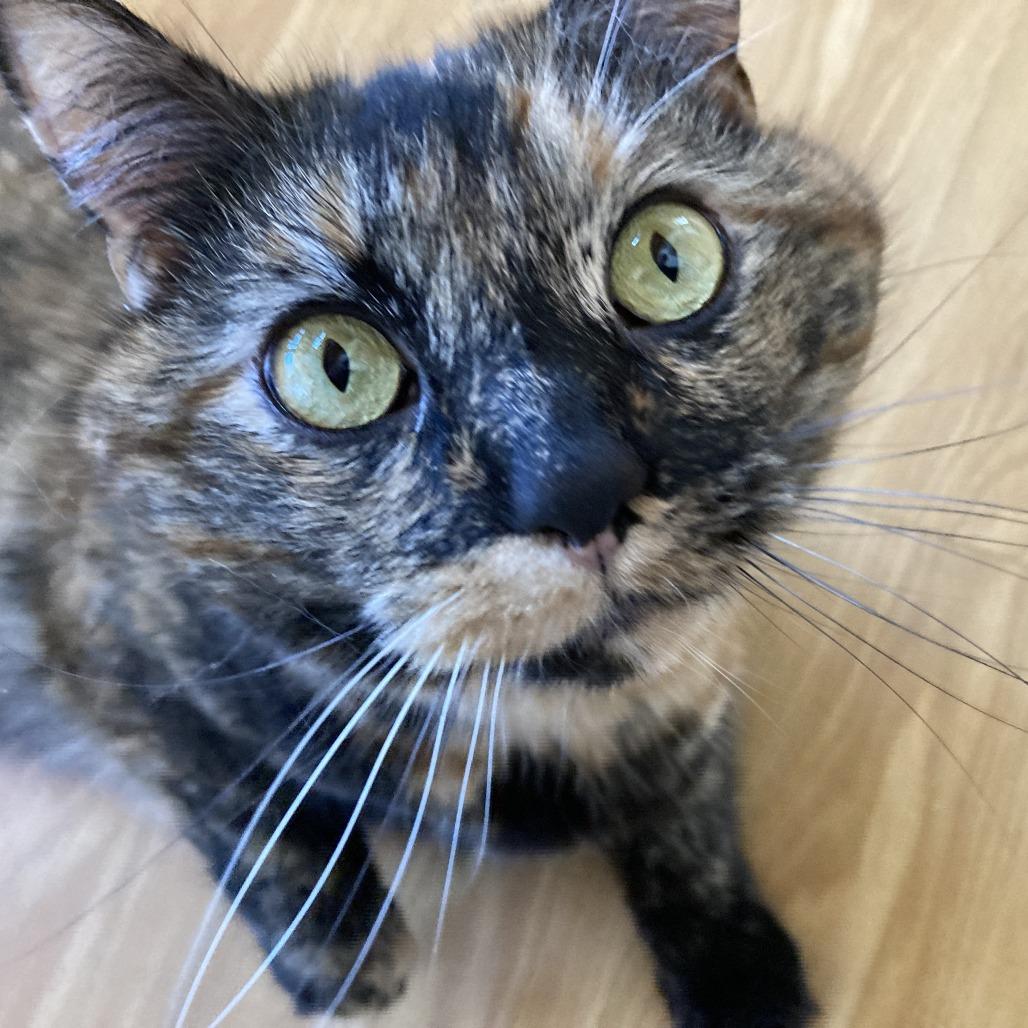 Sasha, a Adoptable Domestic Medium Hair in Nashville, IN image 4/6