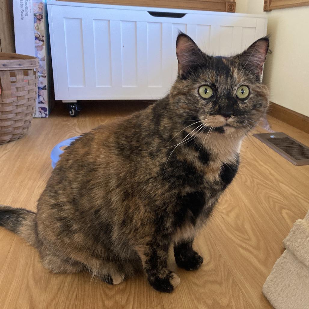 Sasha, a Adoptable Domestic Medium Hair in Nashville, IN image 5/6