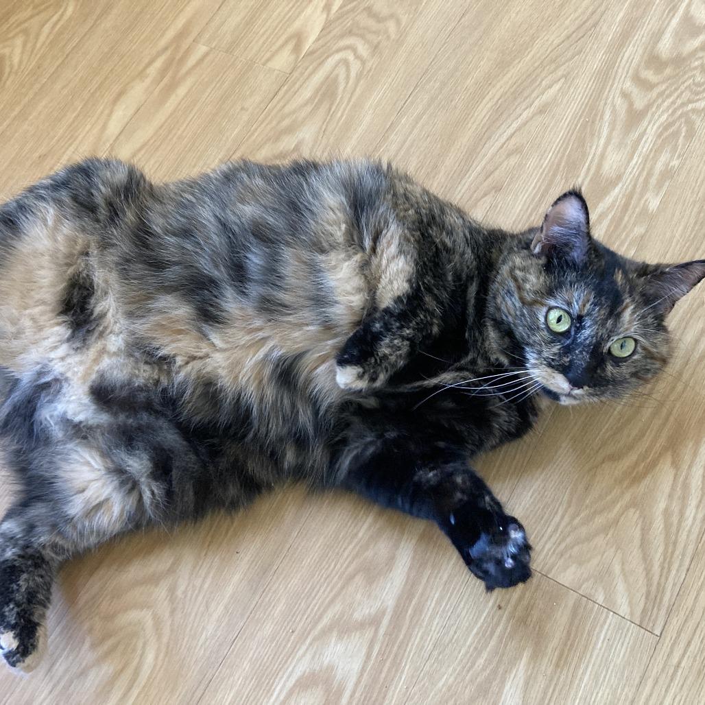 Sasha, a Adoptable Domestic Medium Hair in Nashville, IN image 6/6