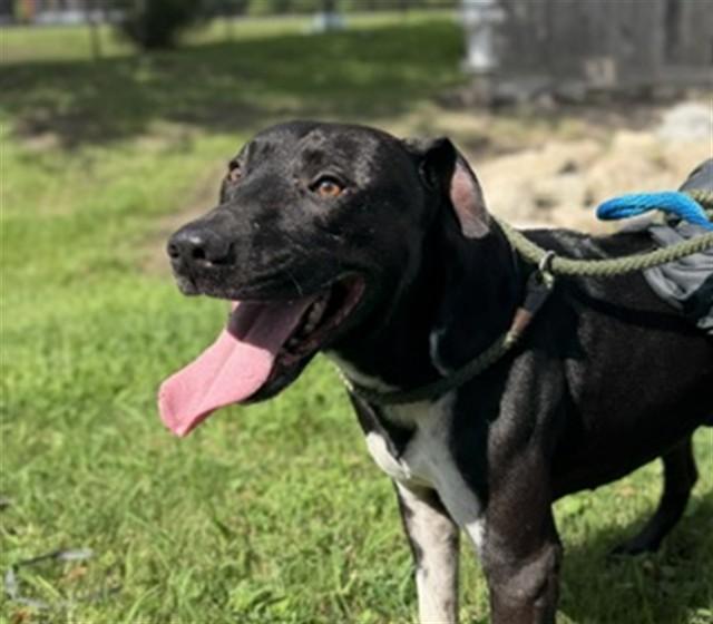 ROB, Adoptable, Adult Male Pit Bull Terrier.