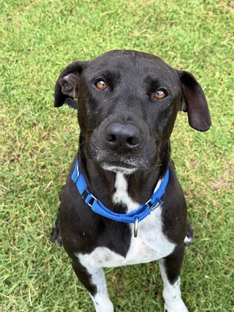 Enlarge ROB, a Adoptable Pit Bull Terrier in Sugar Land, TX image 1/1