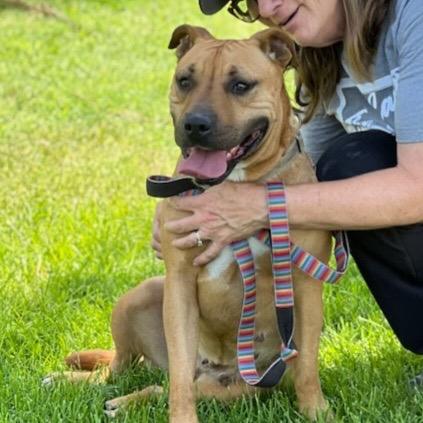 Mariane Thornberry, Adoptable, Adult Female Pit Bull Terrier.