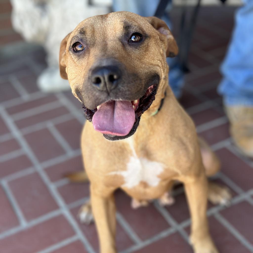 Mariane Thornberry, a Adoptable Pit Bull Terrier in Fresno, CA image 5/6