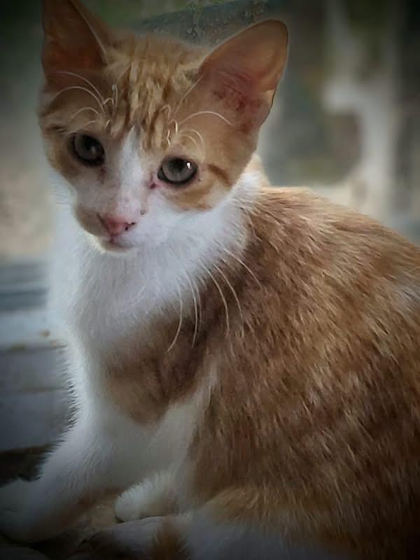 Makai, Adoptable, Young Male Domestic Short Hair.