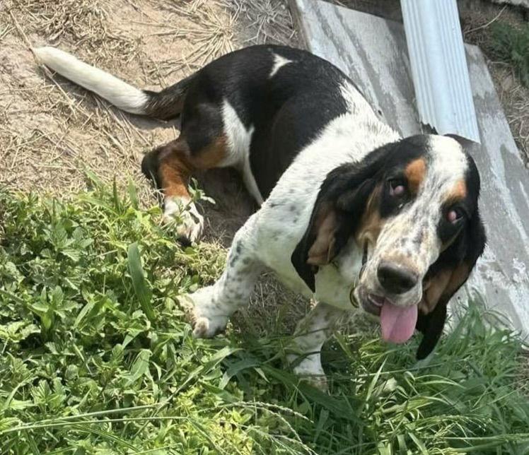 Sofie, Adopted, Young Female Basset Hound.