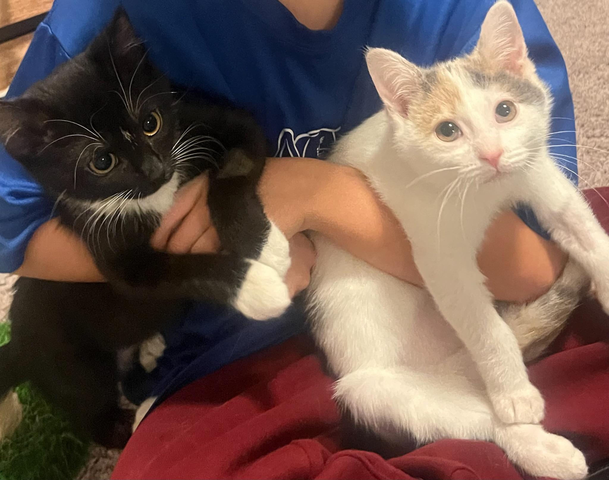 Enlarge Tazzie and Cinnamon , a ADOPTABLE Domestic Short Hair in Jeffersonville, IN image 1/6