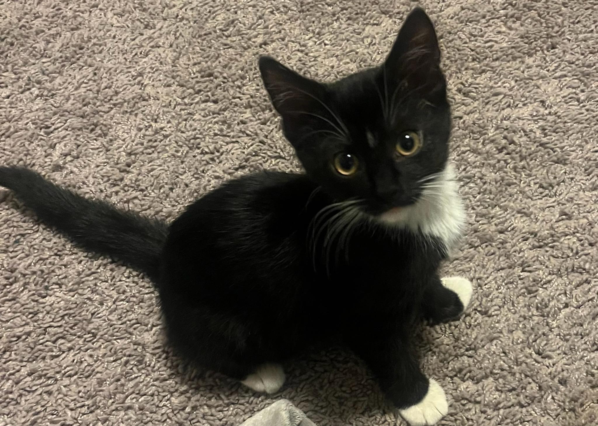 Enlarge Tazzie and Cinnamon , a ADOPTABLE Domestic Short Hair in Jeffersonville, IN image 2/6