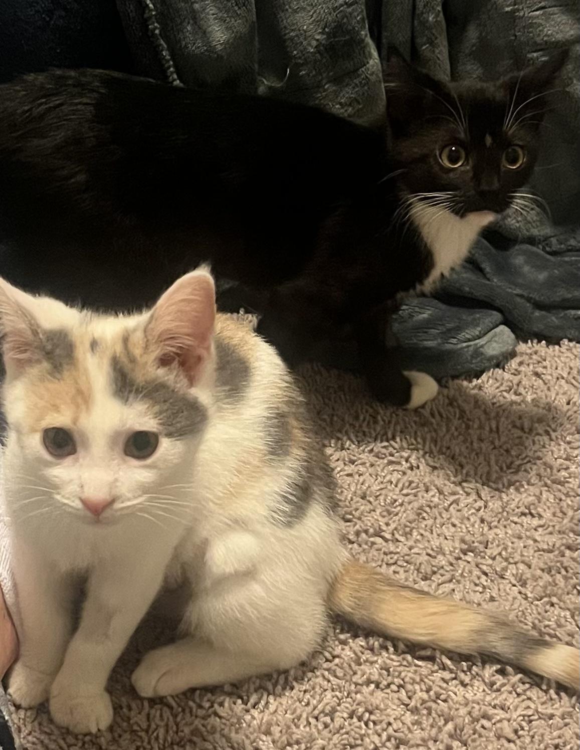 Enlarge Tazzie and Cinnamon , a ADOPTABLE Domestic Short Hair in Jeffersonville, IN image 3/6