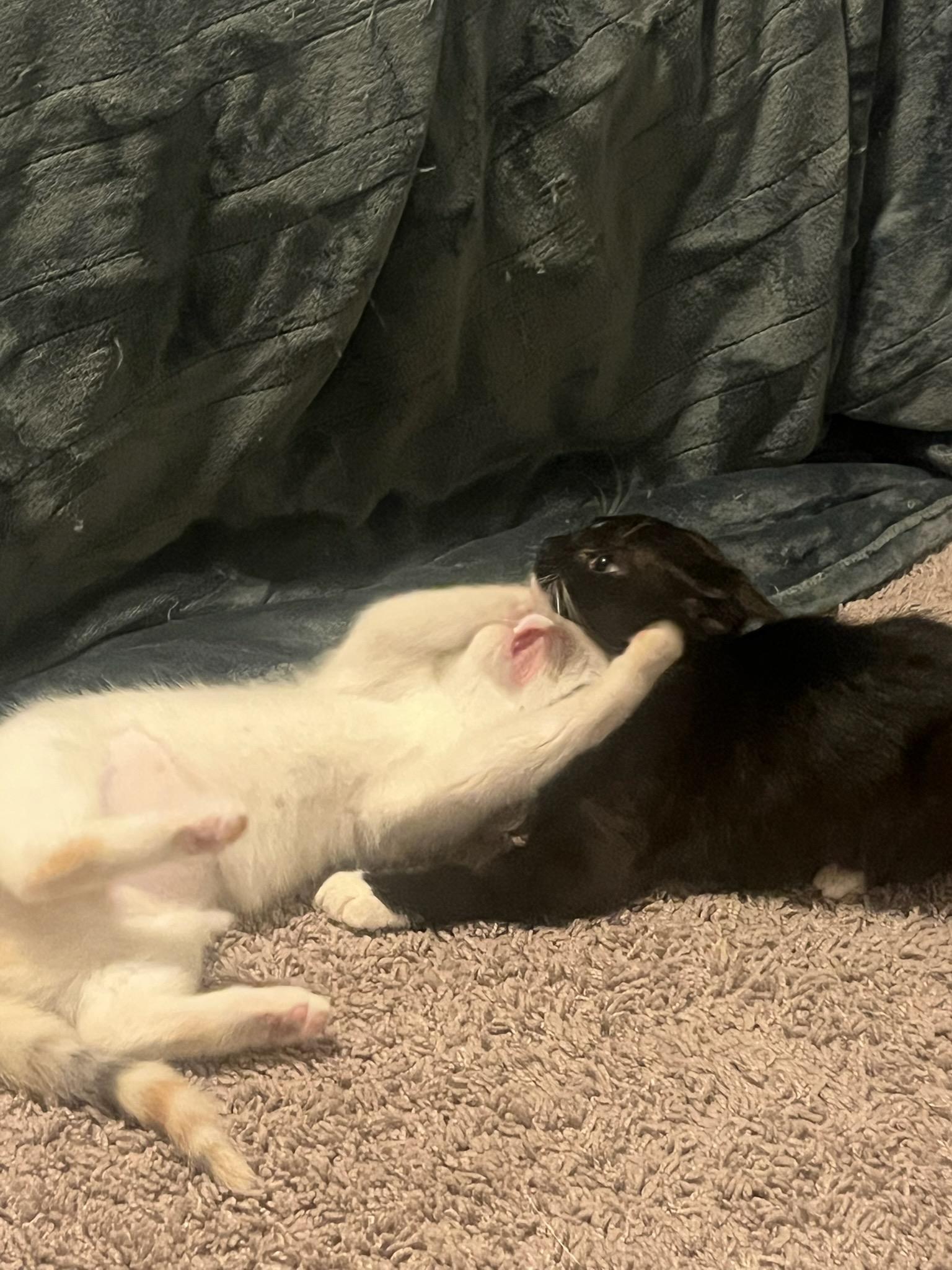 Enlarge Tazzie and Cinnamon , a ADOPTABLE Domestic Short Hair in Jeffersonville, IN image 4/6