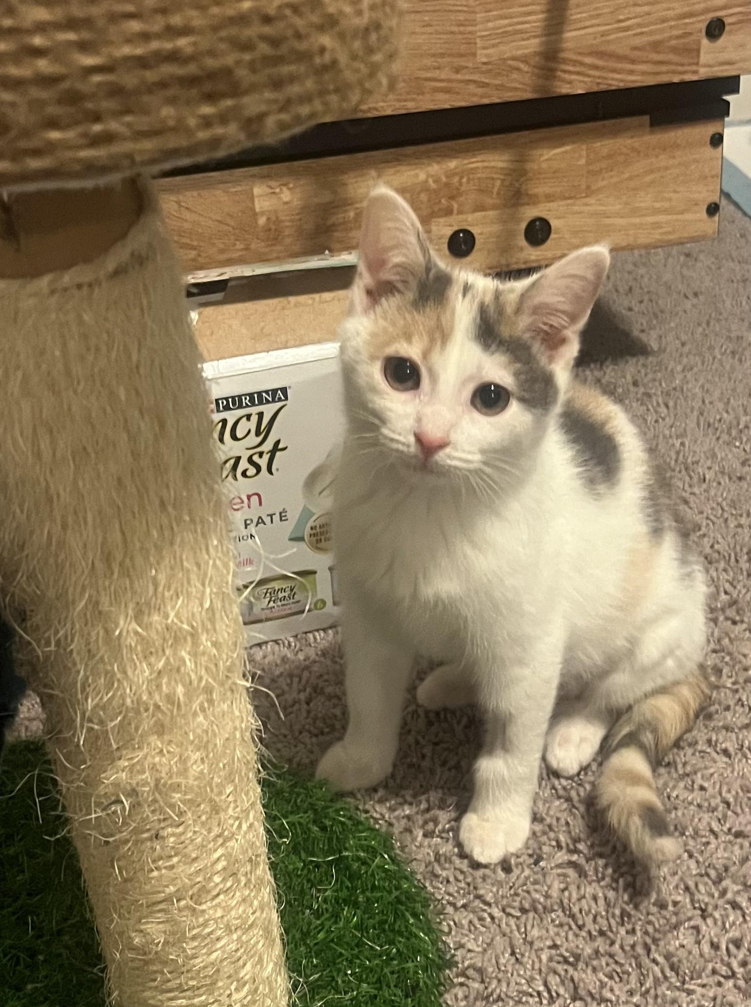 Enlarge Tazzie and Cinnamon , a ADOPTABLE Domestic Short Hair in Jeffersonville, IN image 5/6