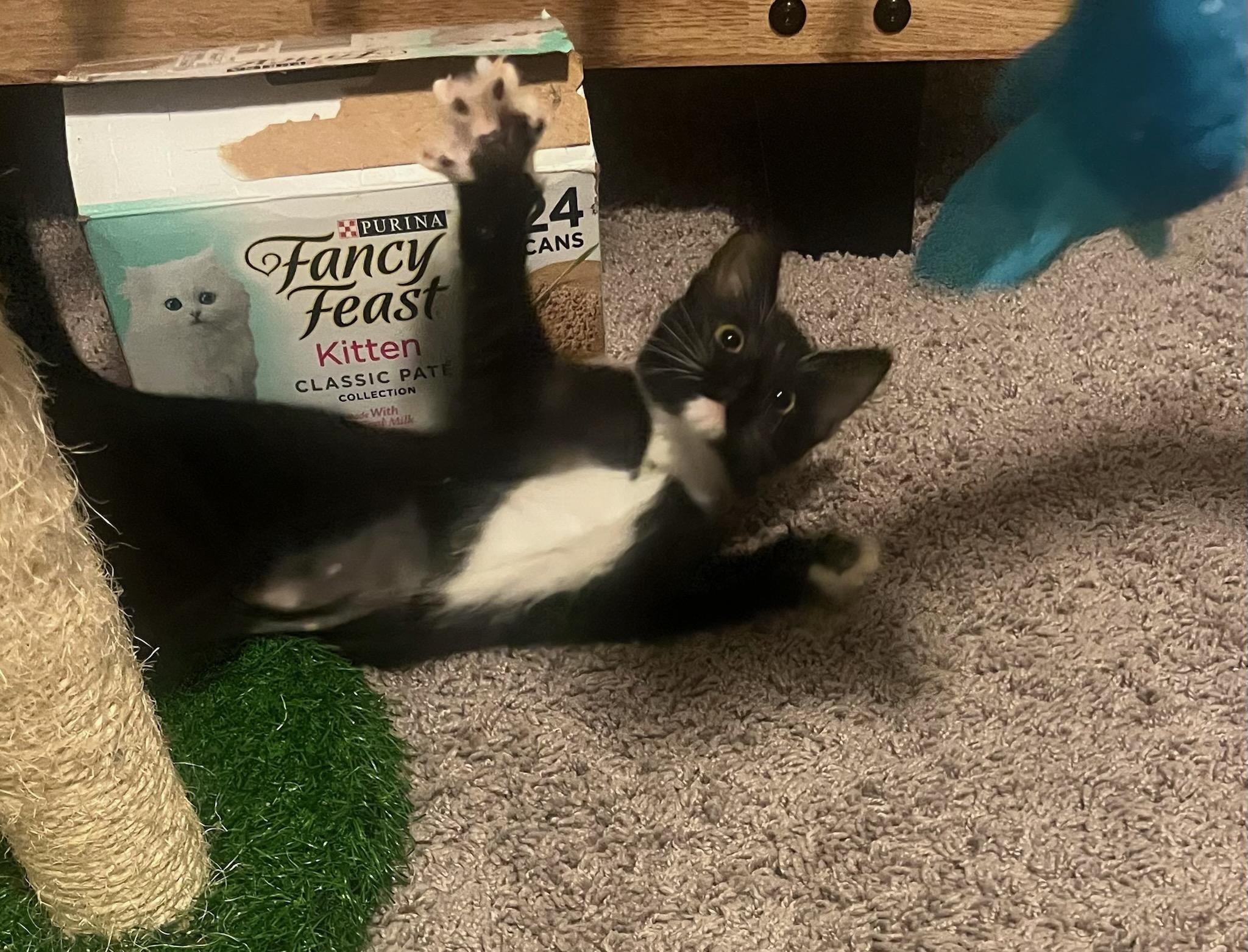 Enlarge Tazzie and Cinnamon , a ADOPTABLE Domestic Short Hair in Jeffersonville, IN image 6/6