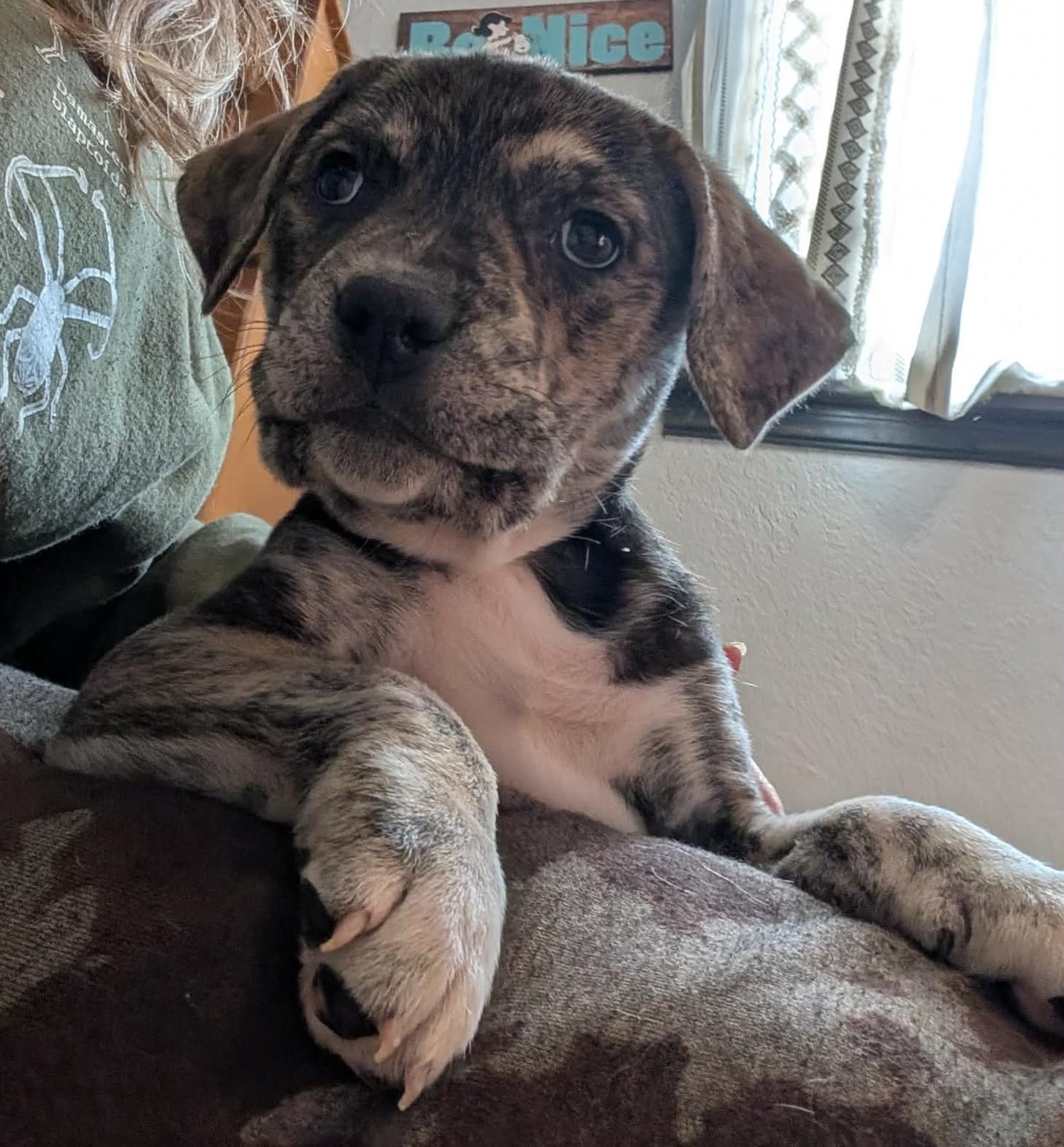 Cayenne, a ADOPTABLE mixed breed in Kiowa, OK image 5/6