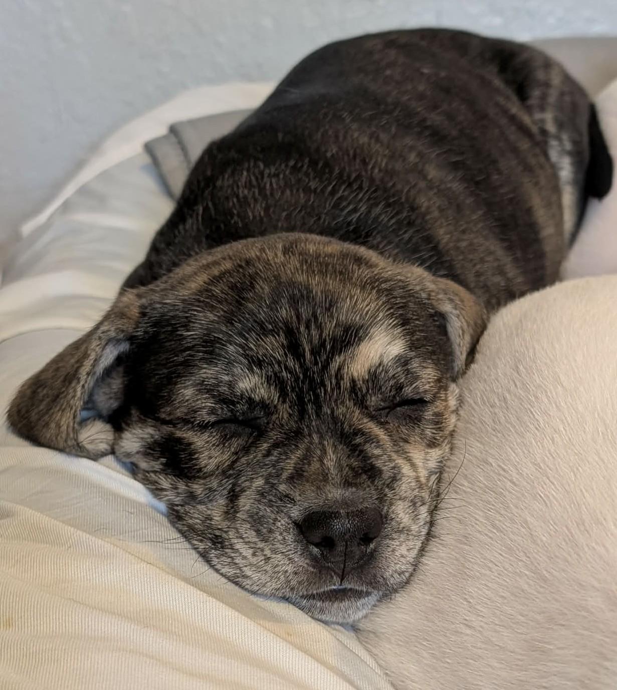 Cayenne, a ADOPTABLE mixed breed in Kiowa, OK image 6/6