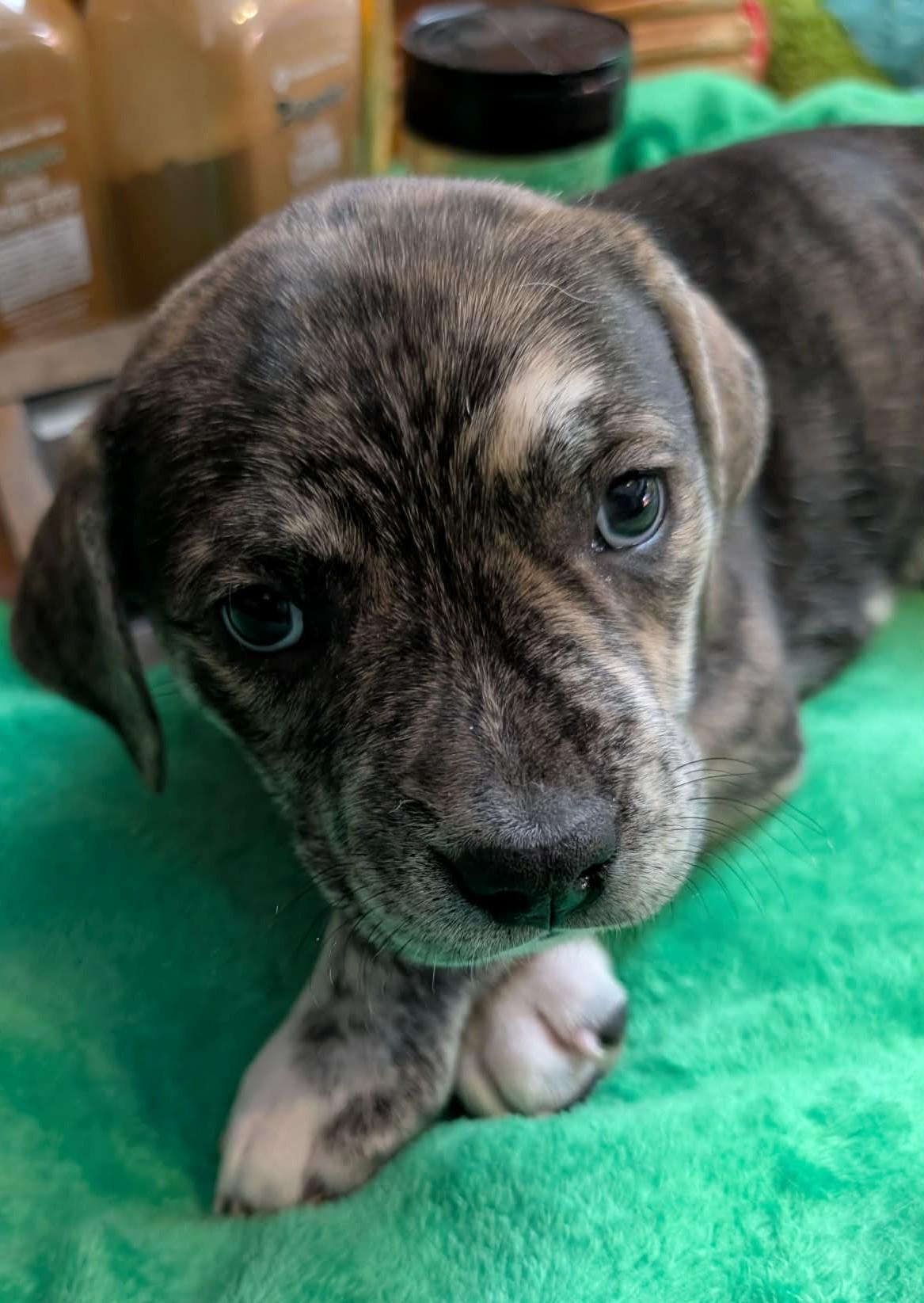 Cayenne, a ADOPTABLE mixed breed in Kiowa, OK image 2/6