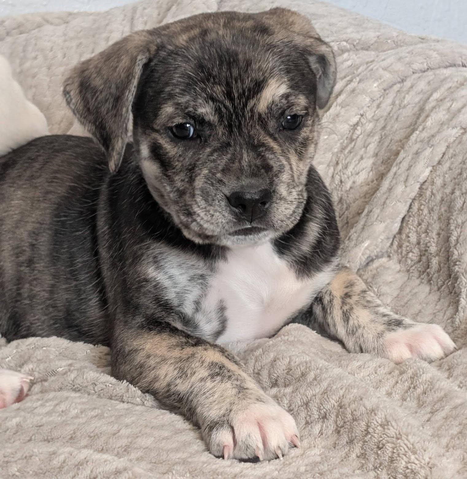 Cayenne, a ADOPTABLE mixed breed in Kiowa, OK image 4/6