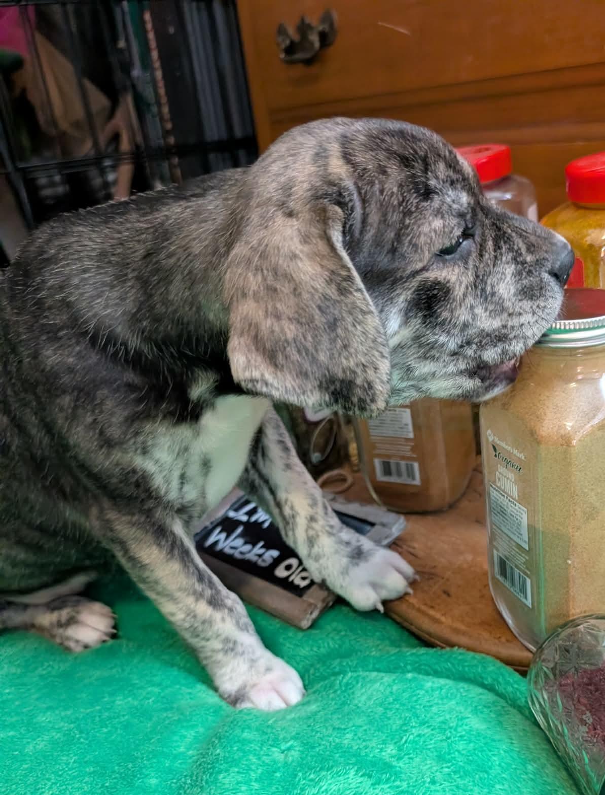 Cayenne, a ADOPTABLE mixed breed in Kiowa, OK image 3/6