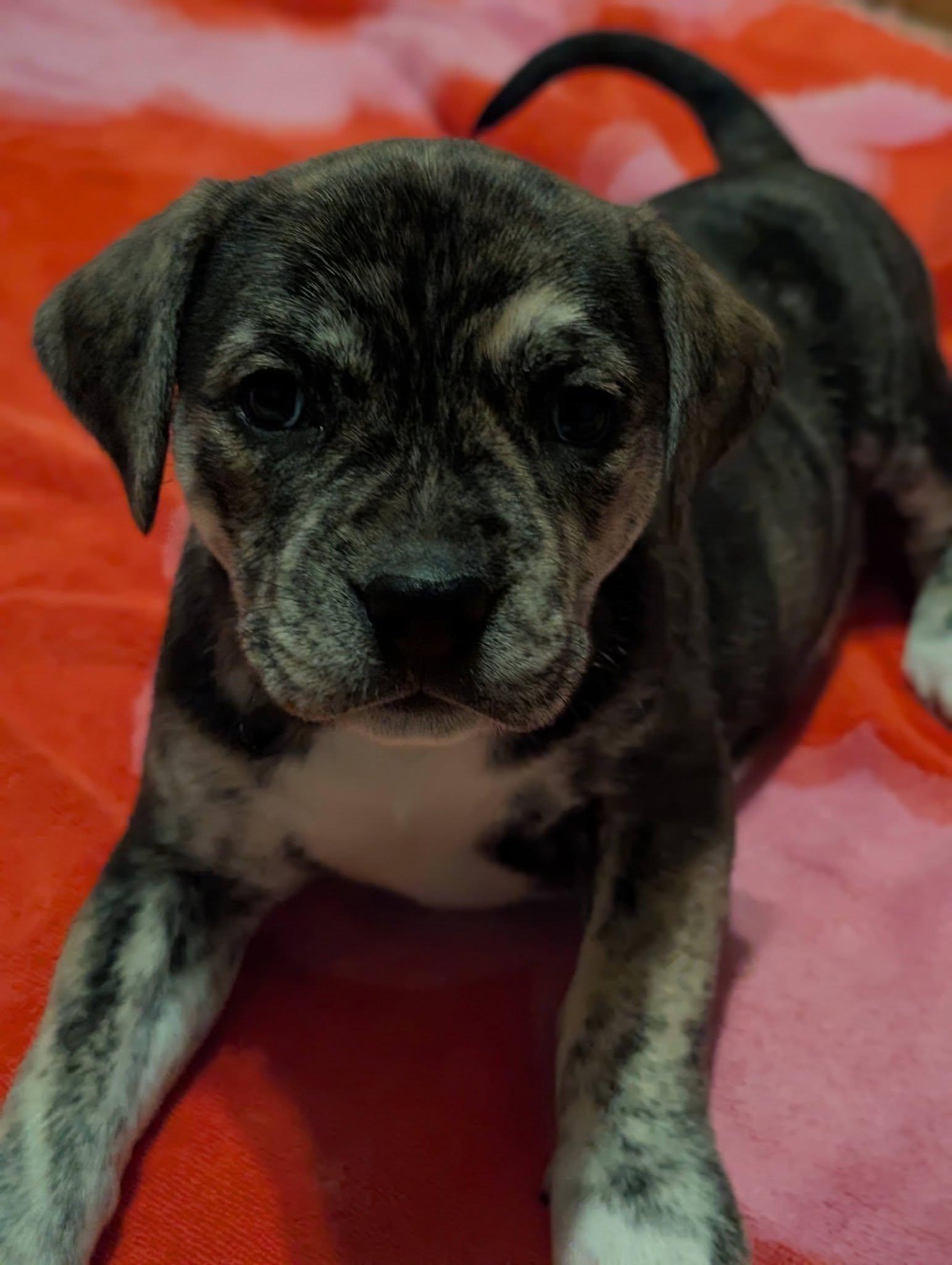 Cayenne, ADOPTABLE, Puppy Female Great Pyrenees.