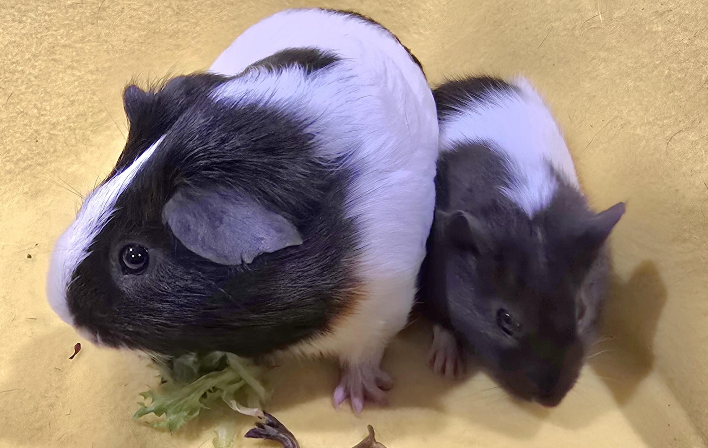 Reggie and Bandit, a Adoptable Guinea Pig in New Kensington, PA image 2/2