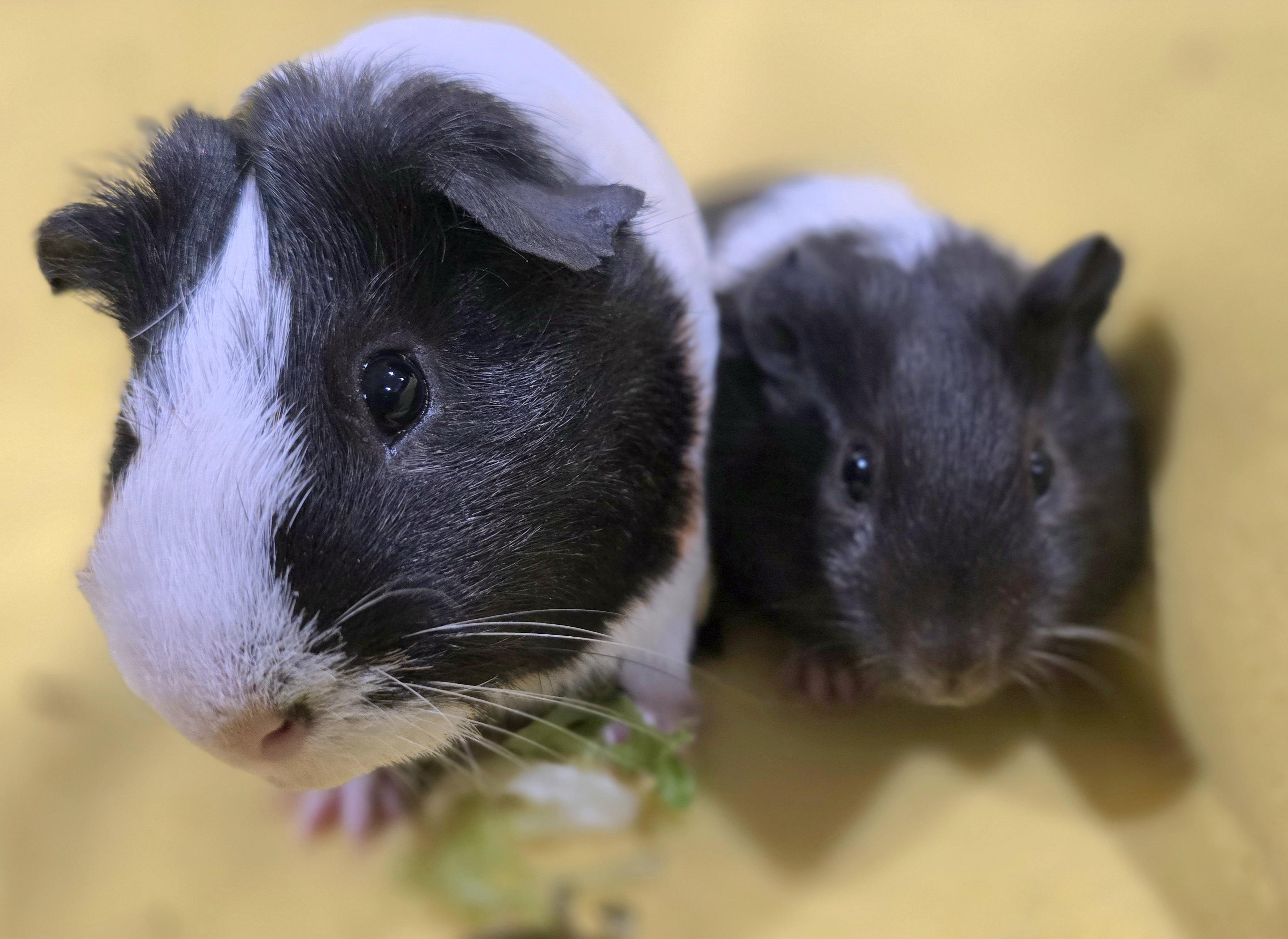 Reggie and Bandit, Adoptable, Young Male Guinea Pig.