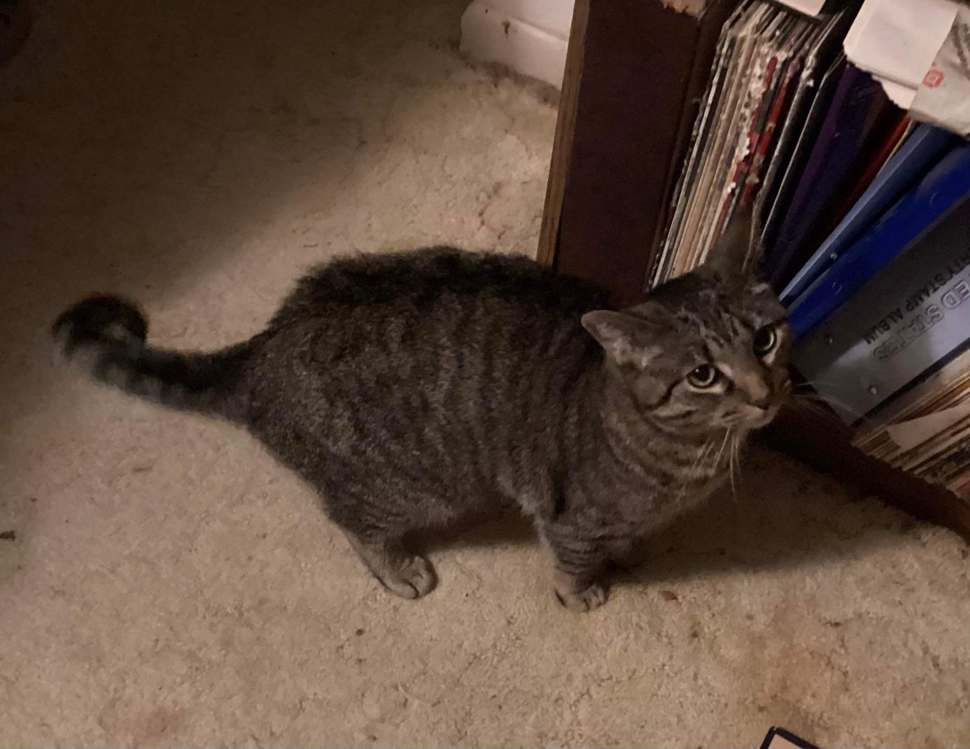 Sage, an adopted Domestic Short Hair in Kenhorst, PA_image-1