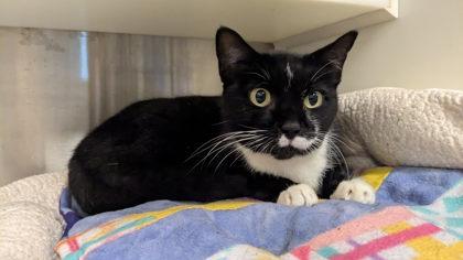 Calculus 59092, a Adoptable Domestic Short Hair in Aiken, SC image 1/2