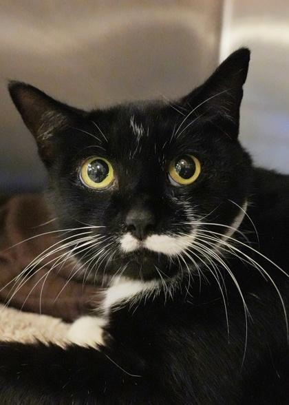 Calculus 59092, a Adoptable Domestic Short Hair in Aiken, SC image 2/2