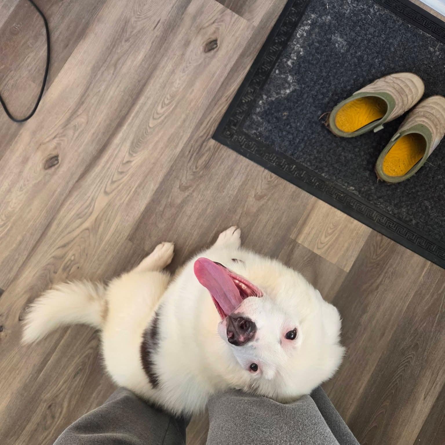 WALKER   $425, ADOPTABLE, Young Male Great Pyrenees.