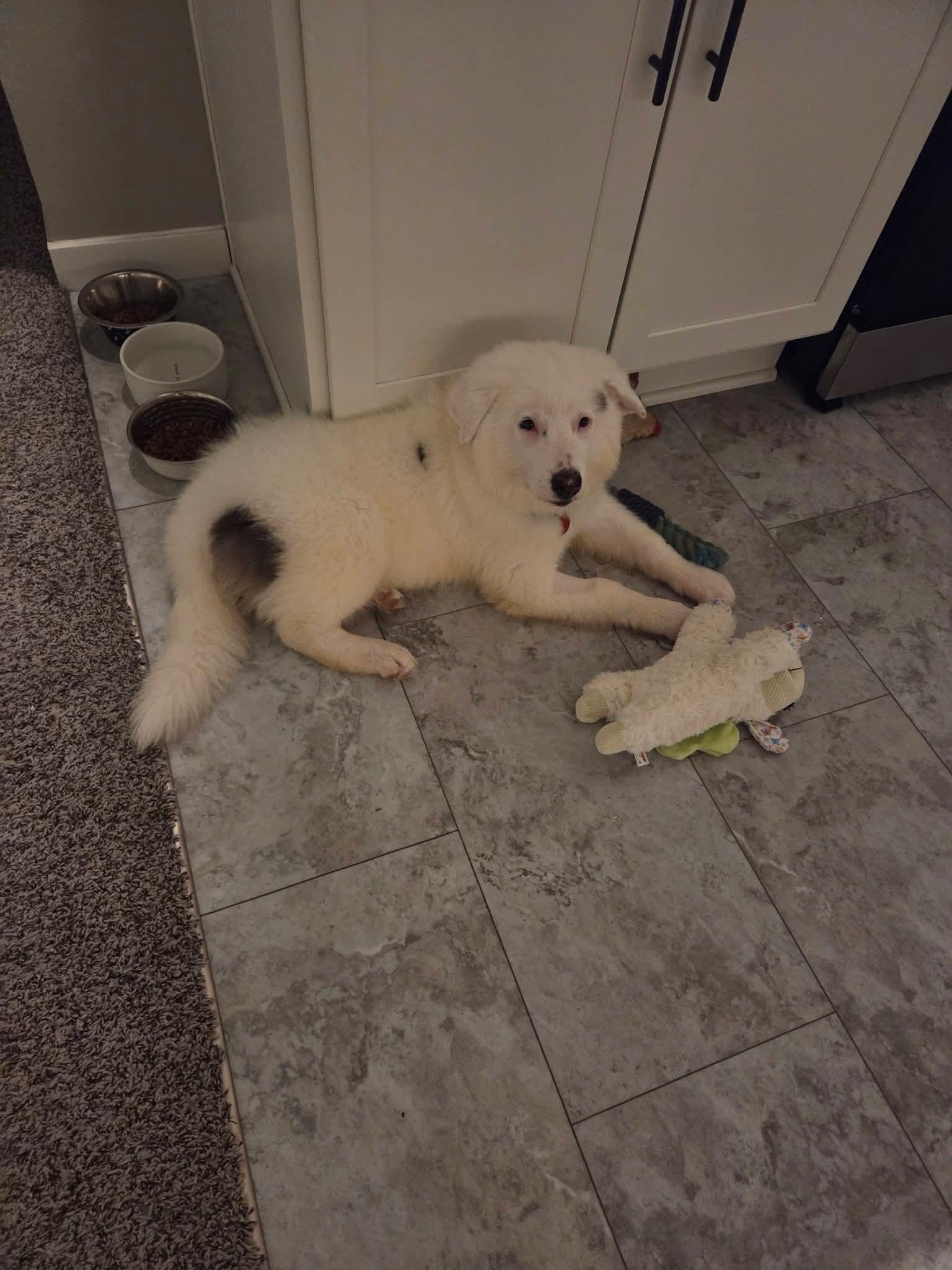 Enlarge WALKER   $425, a ADOPTABLE mixed breed in Milwaukee, WI image 3/4