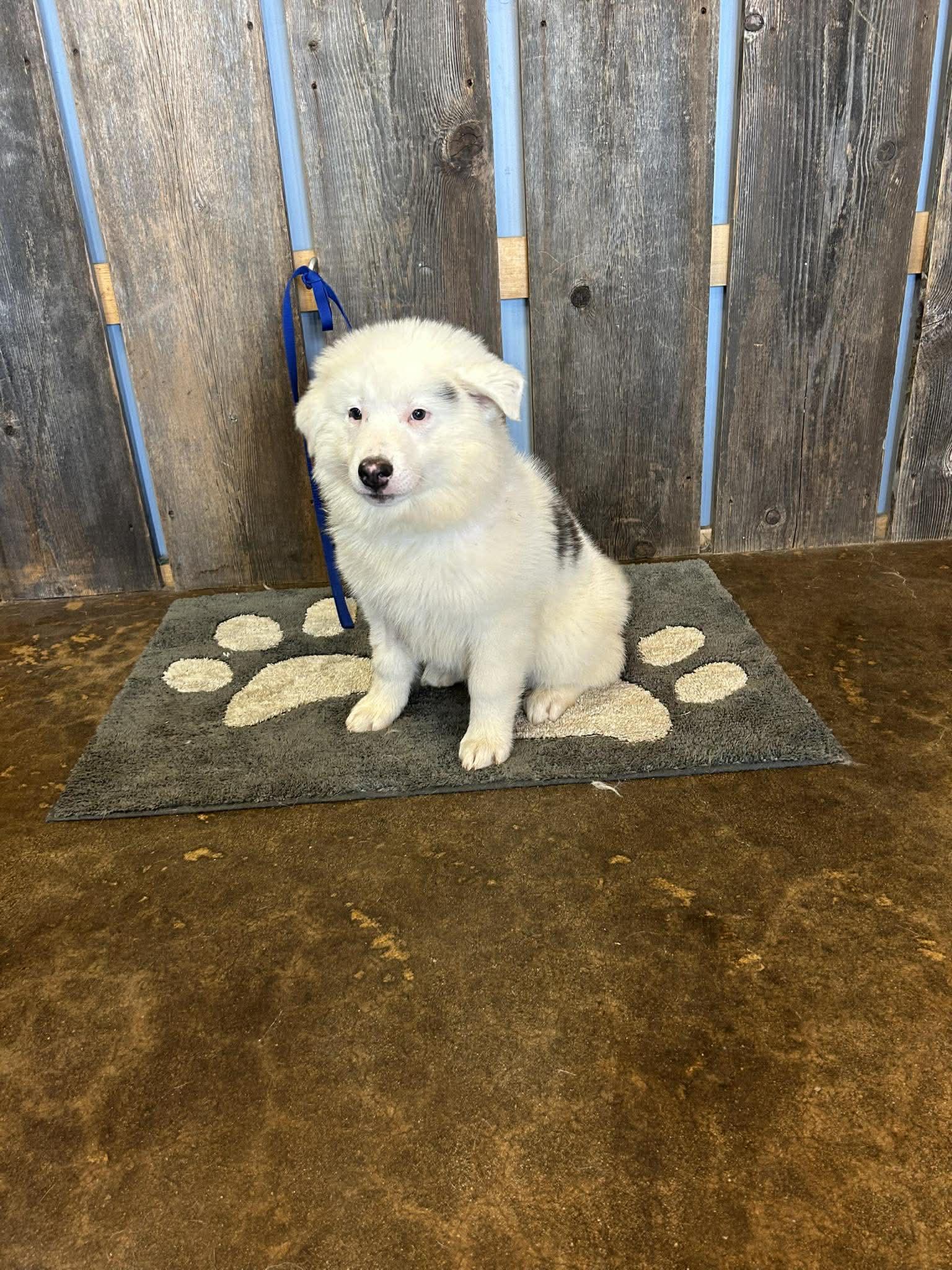 Enlarge WALKER   $425, a ADOPTABLE mixed breed in Milwaukee, WI image 2/4