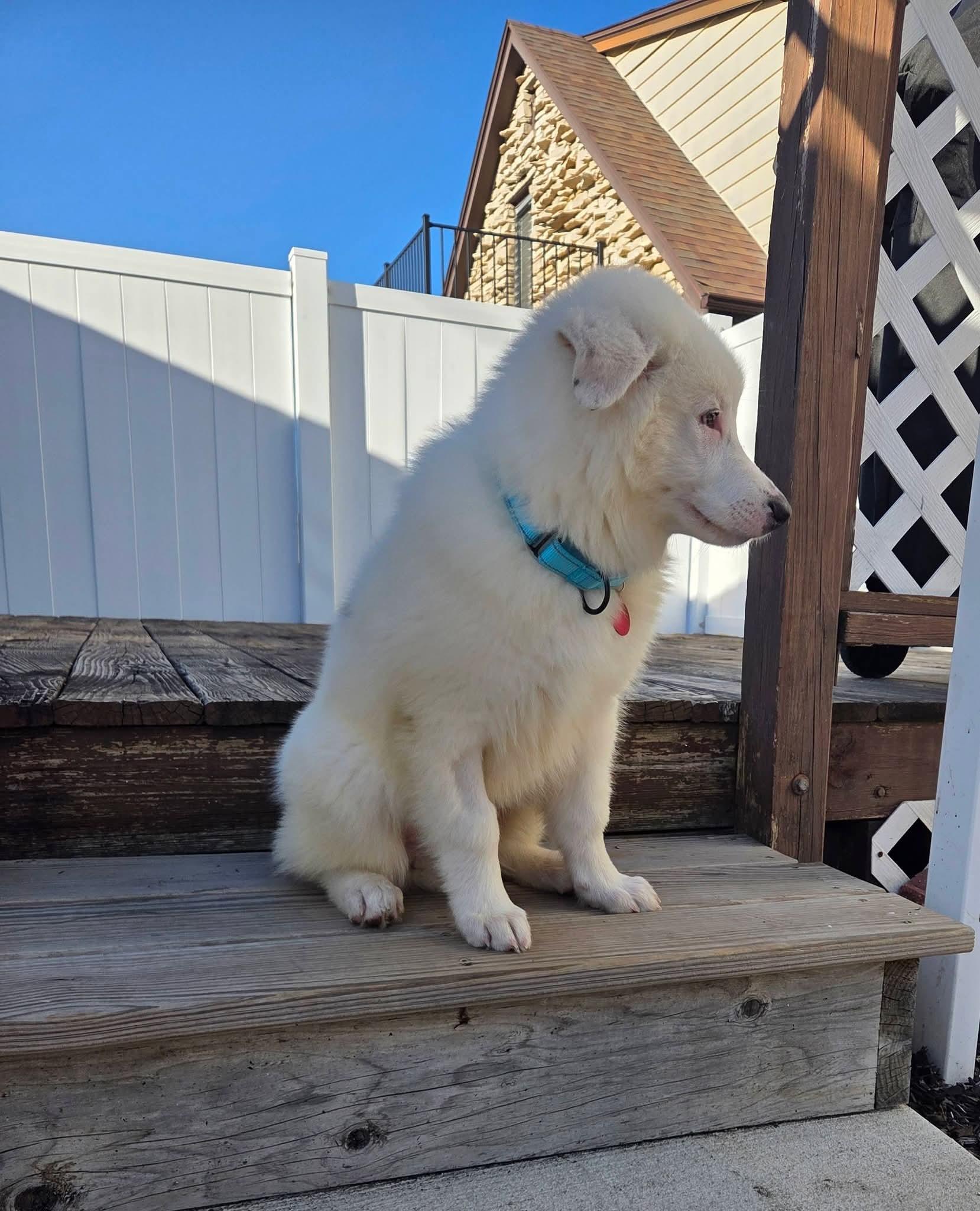 Enlarge WALKER   $425, a ADOPTABLE mixed breed in Milwaukee, WI image 4/4