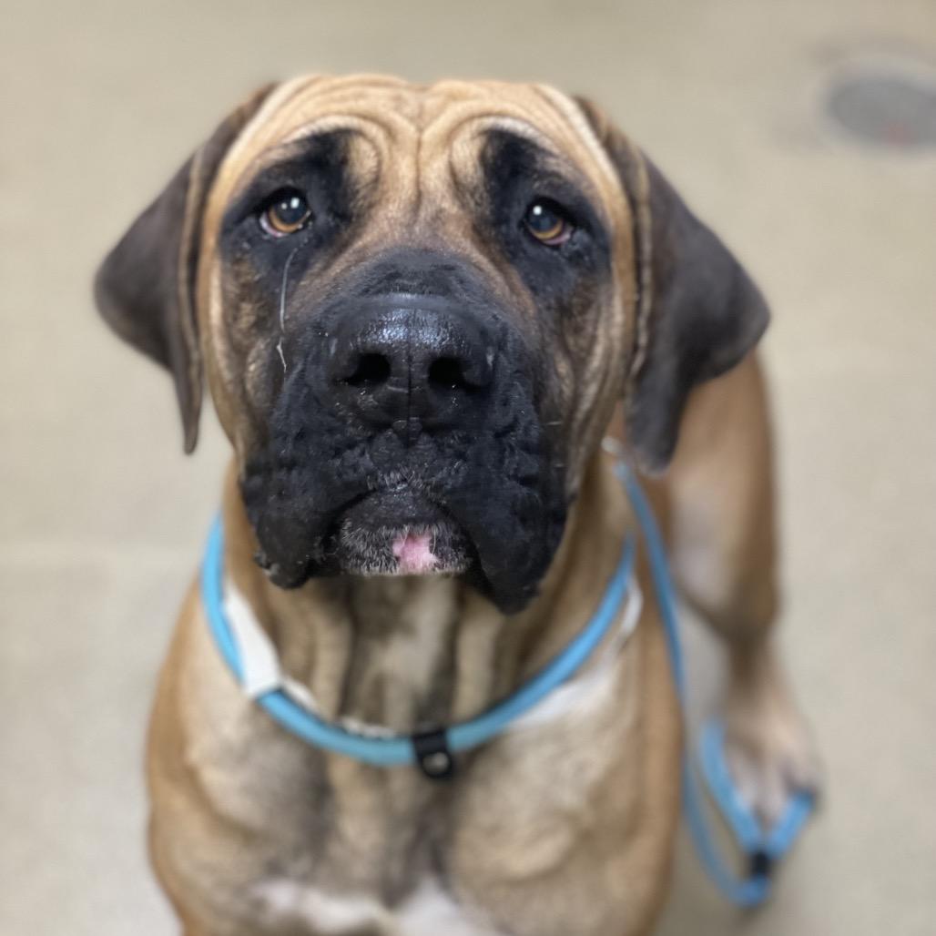 Wendy, Adoptable, Adult Female Mastiff & Mixed Breed.
