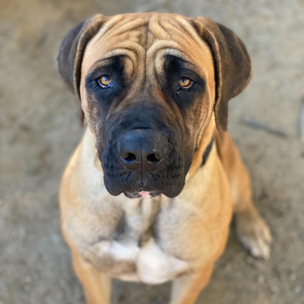 Wendy, a Adoptable mixed breed in Riverside, CA image 2/6